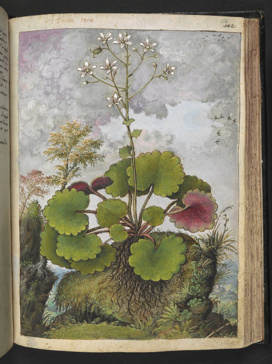 Herba rora: fehér szirmú növény, Gherardo Cibo "Paintings of the Flora of the Roman States" (A római államok növényvilágának festményeiből), Add MS 22333, f136r, c.1564-84 (akvarell és gouache papíron) alkotó: Gherardo Cibo