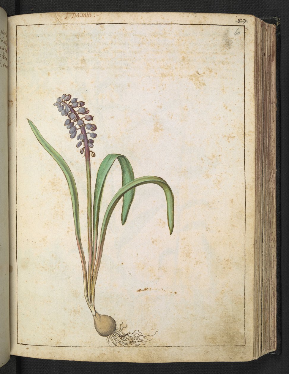 Hyacinthus, Gherardo Cibo "Festmények a római államok növényvilágáról", Add MS 22333, f060r, c.1564-84 (akvarell és gouache papíron) alkotó: Gherardo Cibo