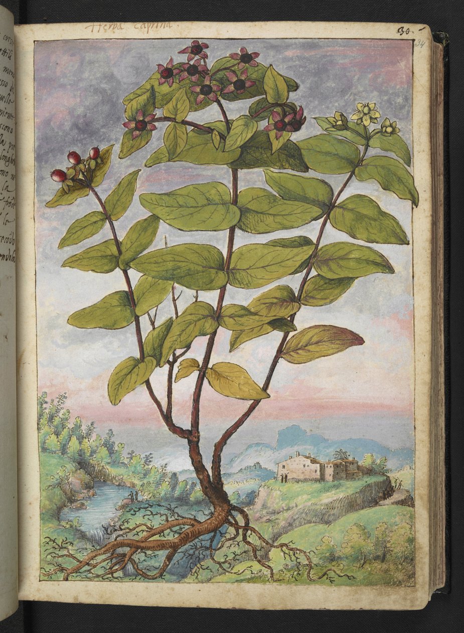 Hypericum hircinum, Gherardo Cibo "Festményei a római államok növényvilágáról", Add MS 22333, f034r, c.1564-84 (akvarell és gouache papíron) alkotó: Gherardo Cibo