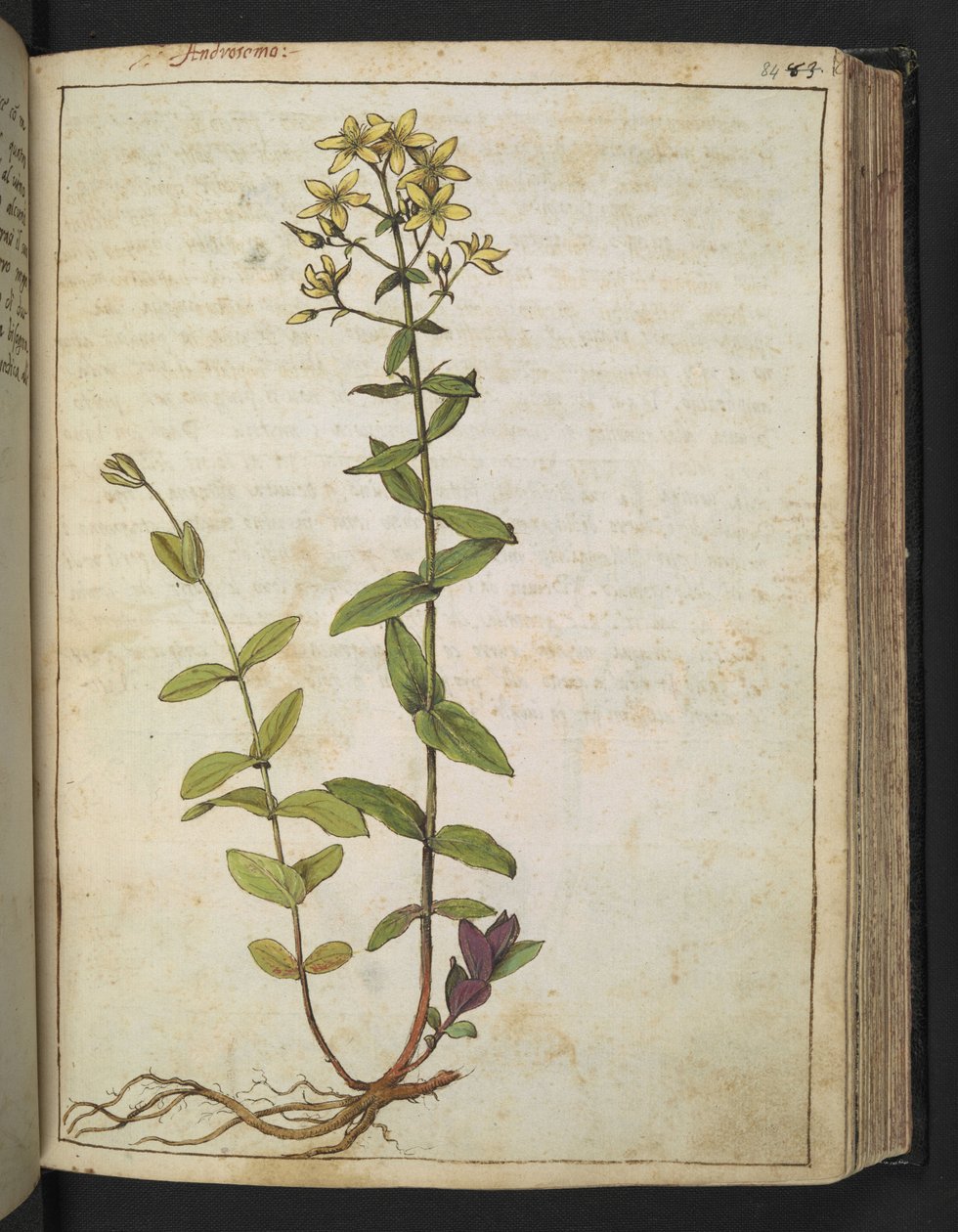 Hypericum perfoliatum, Gherardo Cibo "Festményei a római államok növényvilágáról", Add MS 22333, f084r, c.1564-84 (akvarell és gouache papíron) alkotó: Gherardo Cibo
