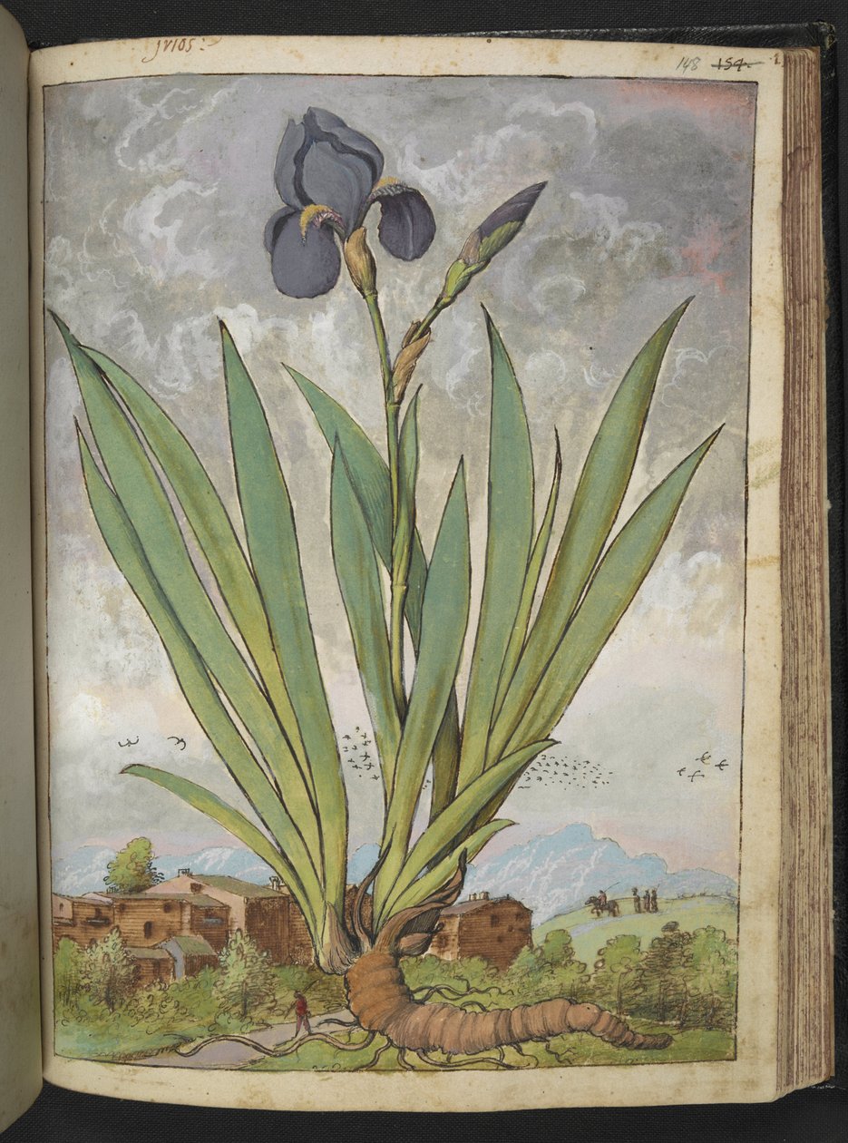 Iris germanica, Gherardo Cibo "Paintings of the Flora of the Roman State"-ből, Add MS 22333, f148r, c.1564-84 (akvarell és gouache papíron) alkotó: Gherardo Cibo