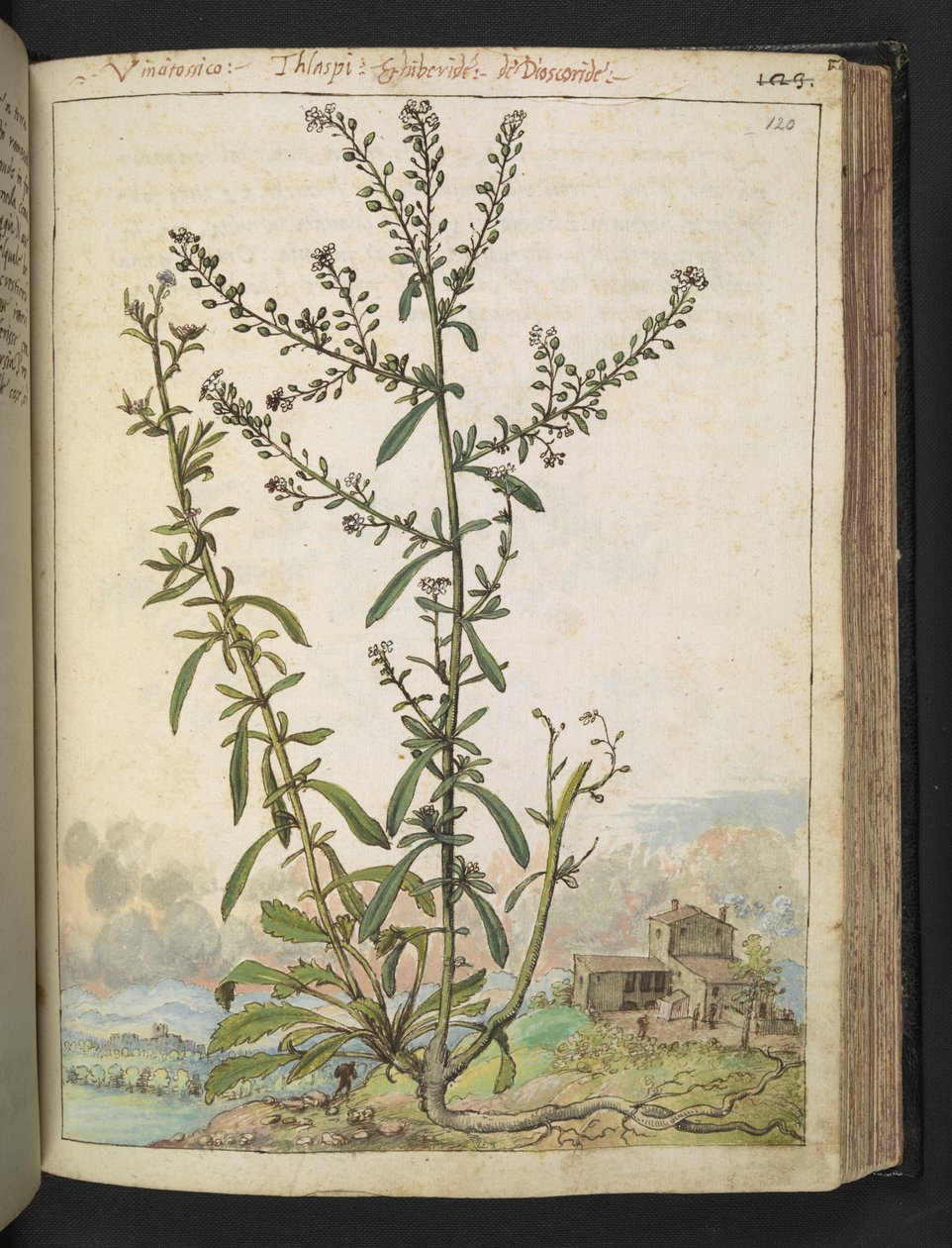 Lepidium graminifolium, Gherardo Cibo "Festményei a római államok növényvilágáról", Add MS 22333, f120r, c.1564-84 (akvarell és gouache papíron) alkotó: Gherardo Cibo