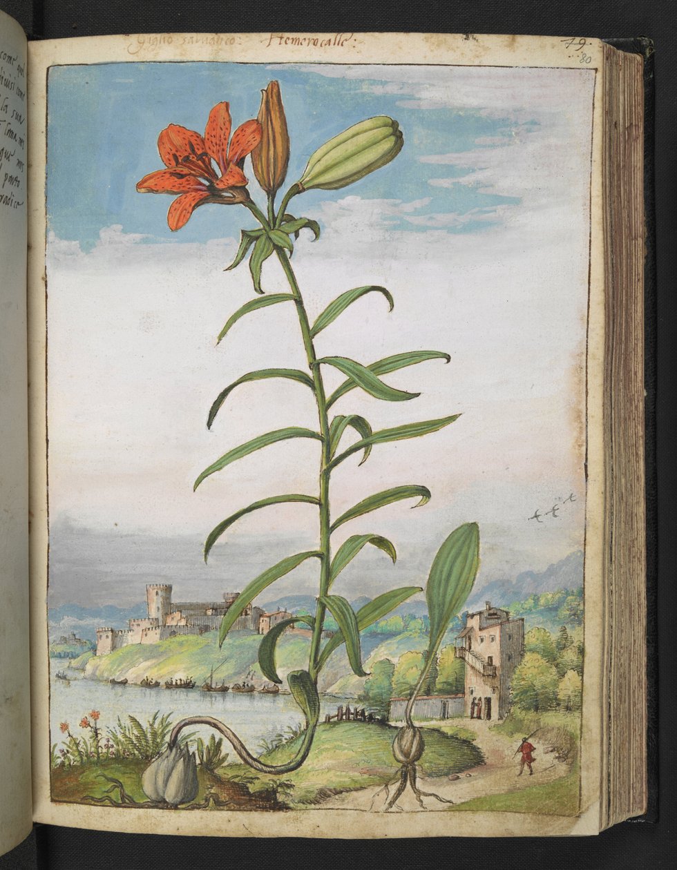 Lilium bulbiferum: Piros szirmú növény, Gherardo Cibo "Paintings of the Flora of the Roman States" (A római államok flórája festményeiből), Add MS 22333, f080r, c.1564-84 (akvarell és gouache papíron) alkotó: Gherardo Cibo