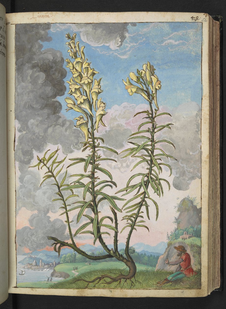 Linaria vulgaris, Gherardo Cibo "Festményei a római államok növényvilágáról", Add MS 22333, f052r, c.1564-84 (akvarell és gouache papíron) alkotó: Gherardo Cibo