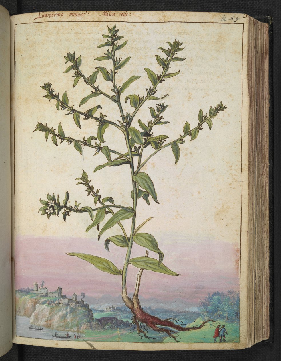 Lithospermum officinale, Gherardo Cibo "Festményei a római államok növényvilágáról", Add MS 22333, f062r, c.1564-84 (akvarell és gouache papíron) alkotó: Gherardo Cibo
