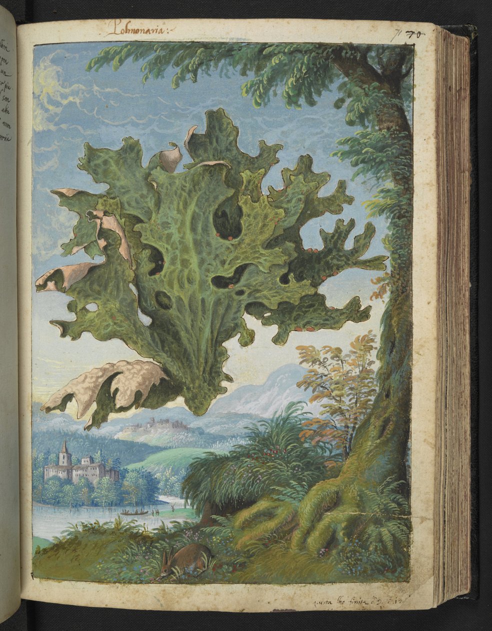 Lobaria pulmonaria (Lungwort), Gherardo Cibo "Festményei a római államok növényvilágáról", Add MS 22333, f071r, c.1564-84 (akvarell és gouache papíron) alkotó: Gherardo Cibo