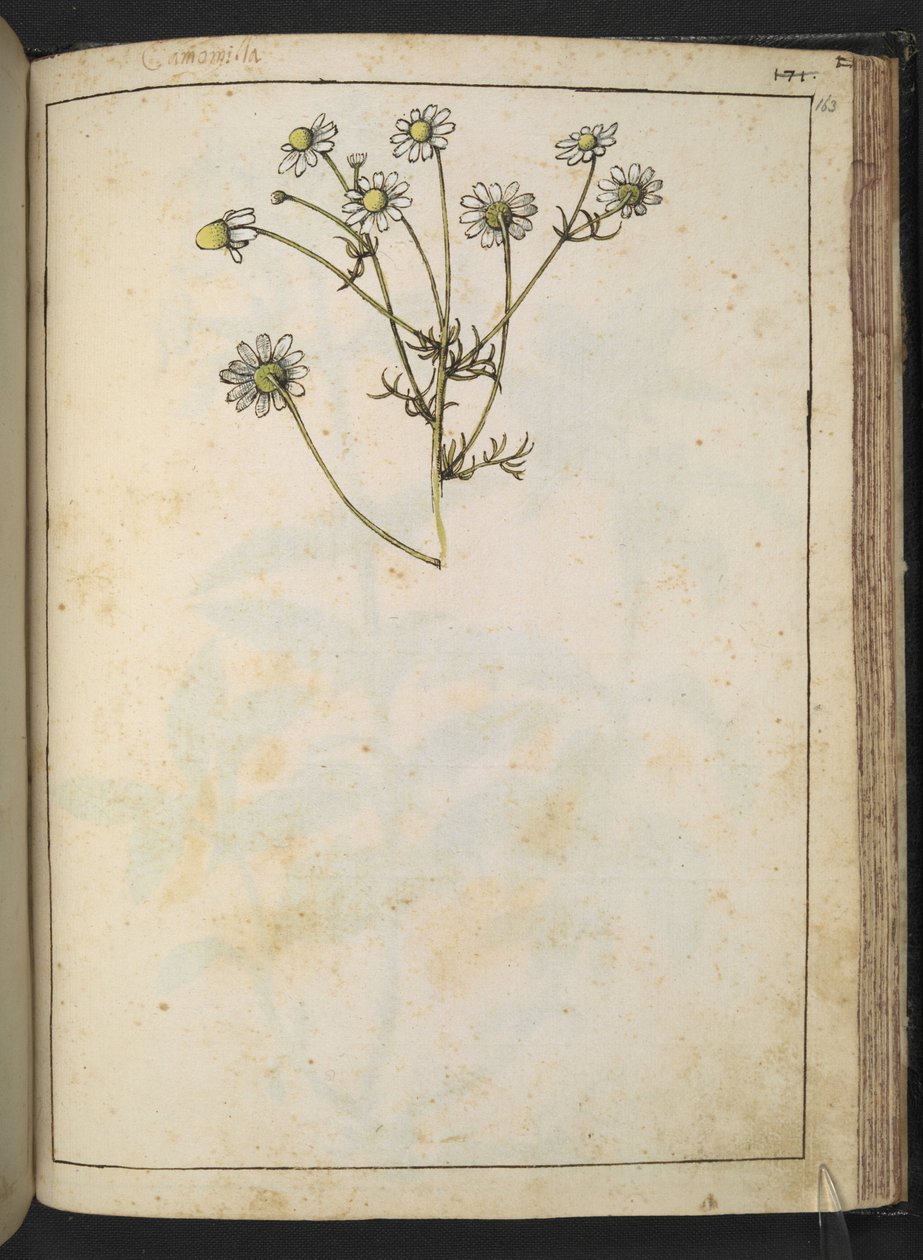 Matricaria chamomilla (Kamilla), Gherardo Cibo "Festmények a római államok növényvilágáról", Add MS 22333, f163r, c.1564-84 (akvarell és gouache papíron) alkotó: Gherardo Cibo
