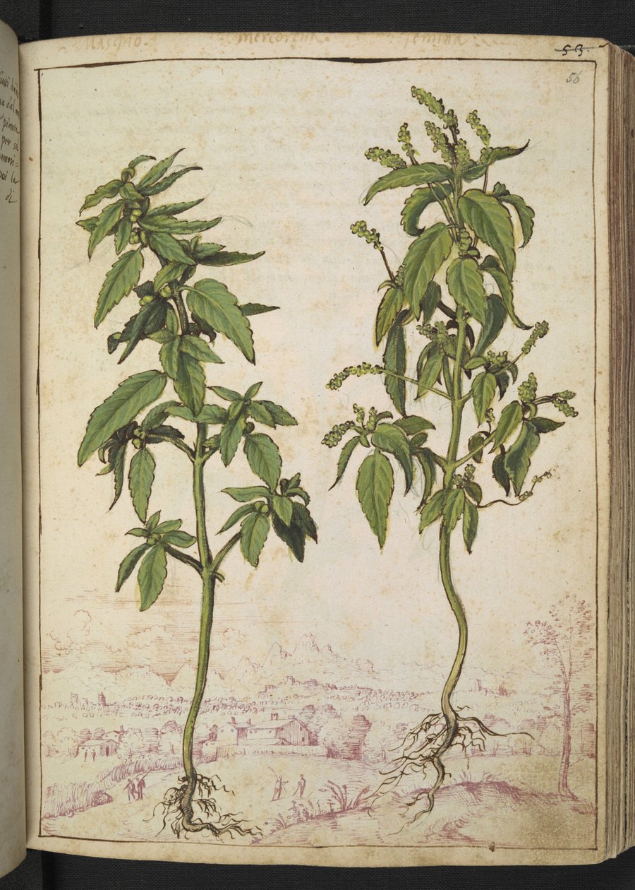 Mercurialis annua, Gherardo Cibo "Festményei a római államok növényvilágáról", Add MS 22333, f056r, c.1564-84 (akvarell és gouache papíron) alkotó: Gherardo Cibo