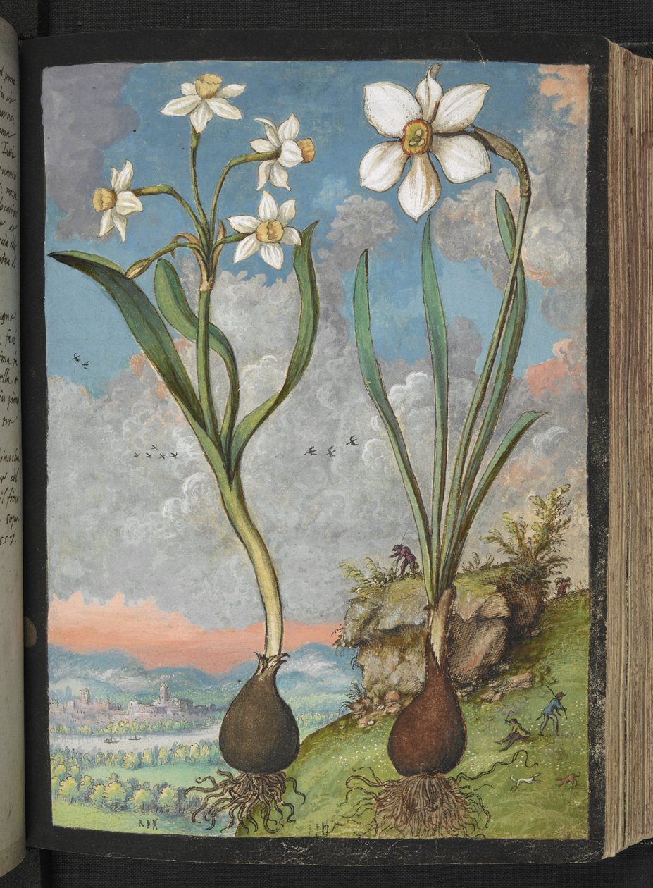 Narcissus tazetta és Narcissus poeticu: Növények fehér szirmokkal, Gherardo Cibo "Festmények a római államok növényvilágáról", Add MS 22333, f059r, c.1564-84 (akvarell és gouache papíron) alkotó: Gherardo Cibo
