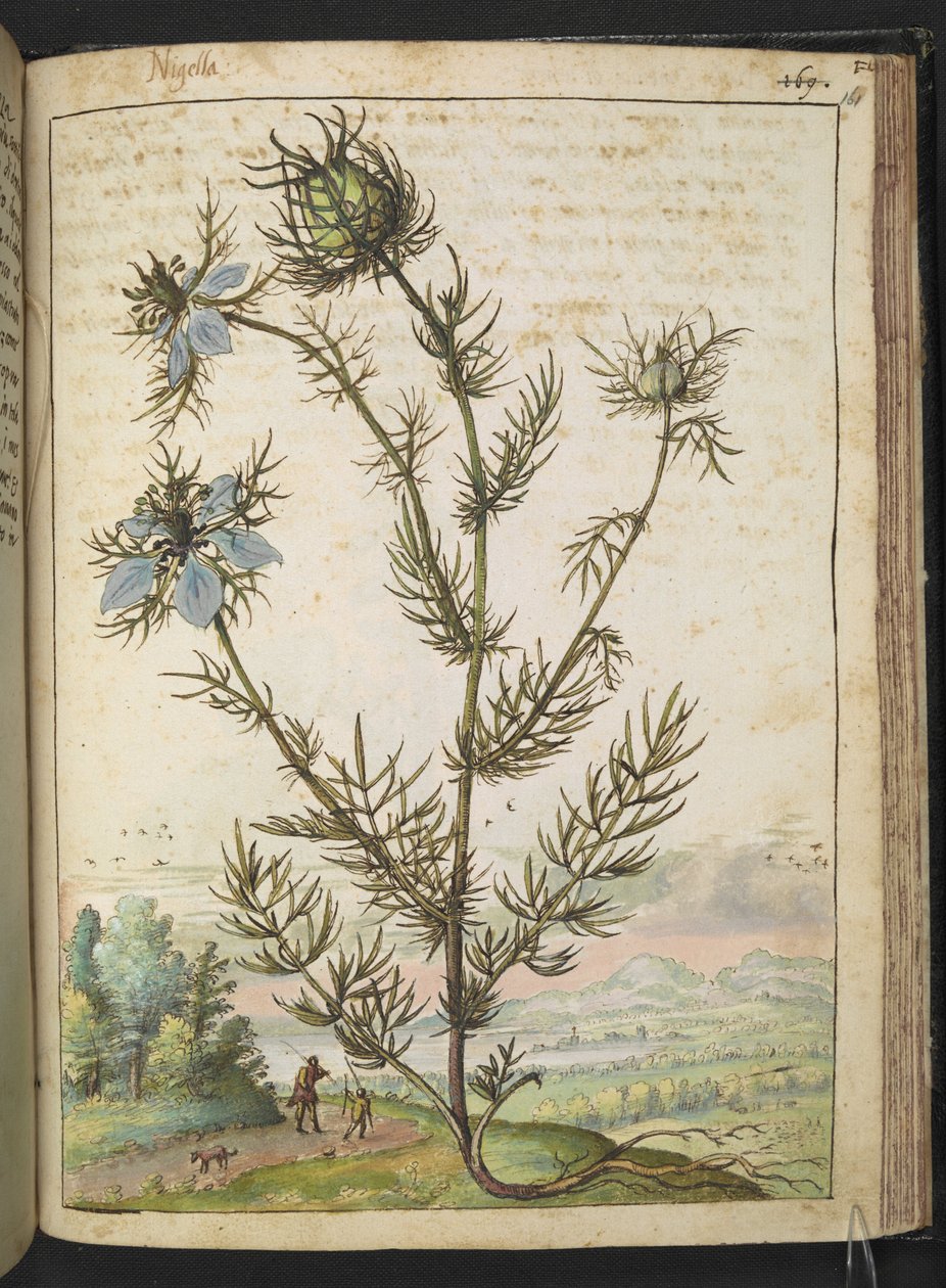 Nigella damascena, Gherardo Cibo "Festményei a római államok növényvilágáról", Add MS 22333, f161r, c.1564-84 (akvarell és gouache papíron) alkotó: Gherardo Cibo