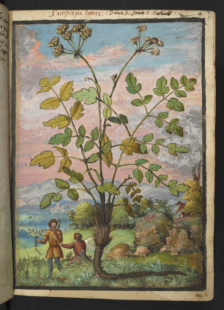Oenanthe crocata, Gherardo Cibo "Festmények a római államok növényvilágáról", Add MS 22333, f008r, c.1564-84 (akvarell és gouache papíron) alkotó: Gherardo Cibo