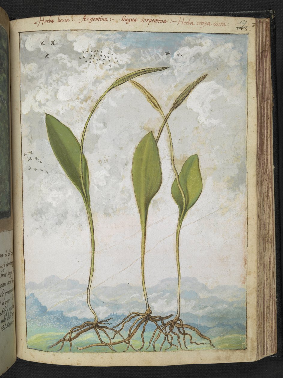 Ophioglossum vulgatum, Gherardo Cibo "Festményei a római államok növényvilágáról", Add MS 22333, f137r, c.1564-84 (akvarell és gouache papíron) alkotó: Gherardo Cibo