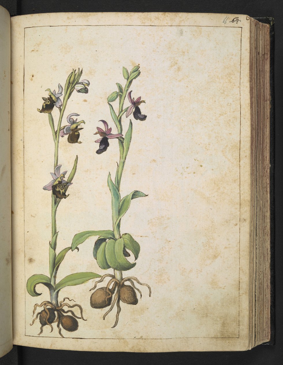 Orchis: Fehér és rózsaszín virágú növény, Gherardo Cibo "Paintings of the Flora of the Roman States" (A római államok növényvilágának festményeiből), Add MS 22333, f066r, c.1564-84 (akvarell és gouache papíron) alkotó: Gherardo Cibo