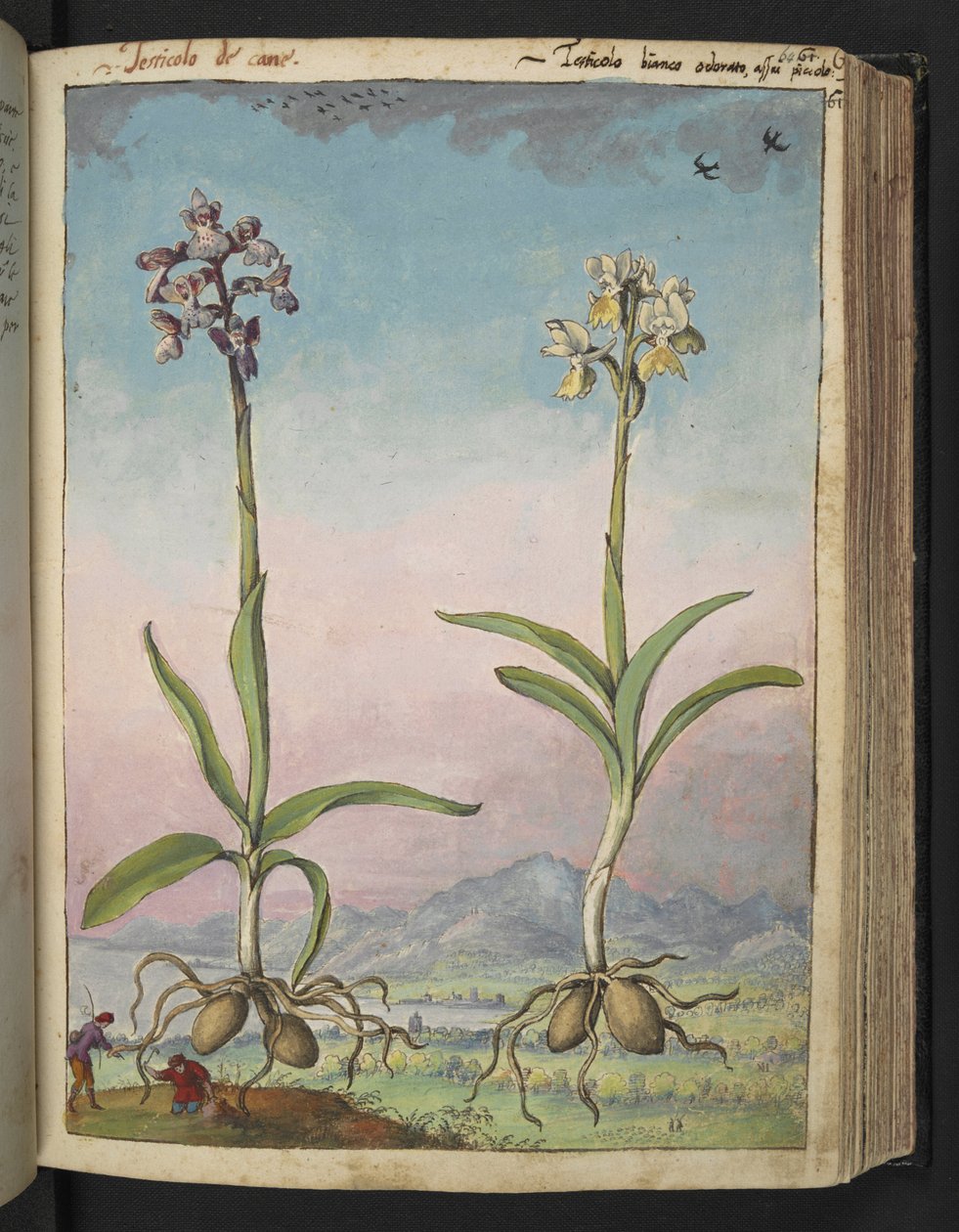 Orchis pallens: Két virágos növény, Gherardo Cibo "Paintings of the Flora of the Roman States" (A római államok növényvilágának festményei), Add MS 22333, f064r, c.1564-84 (akvarell és gouache papíron) alkotó: Gherardo Cibo