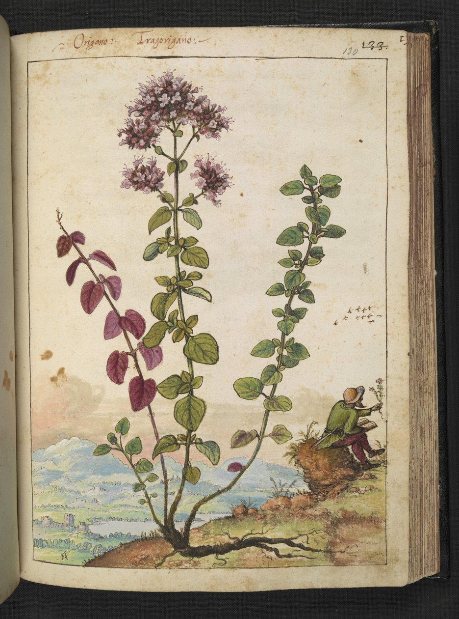 Origanum vulgare, Gherardo Cibo "Festmények a római államok növényvilágáról", Add MS 22333, f130r, c.1564-84 (akvarell és gouache papíron) alkotó: Gherardo Cibo
