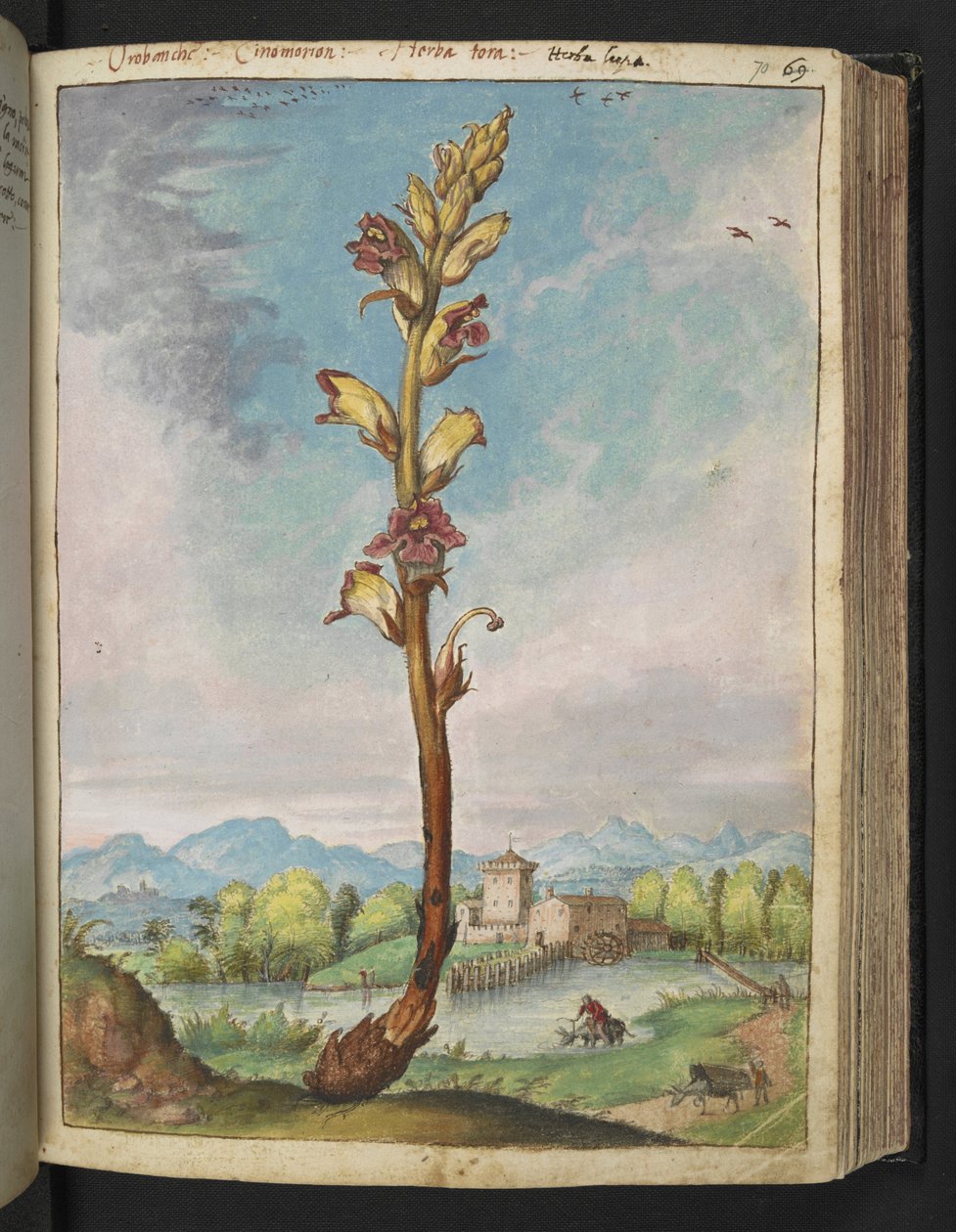 Orobanche gracilis, Gherardo Cibo "Festmények a római államok növényvilágáról", Add MS 22333, f070r, c.1564-84 (akvarell és gouache papíron) alkotó: Gherardo Cibo