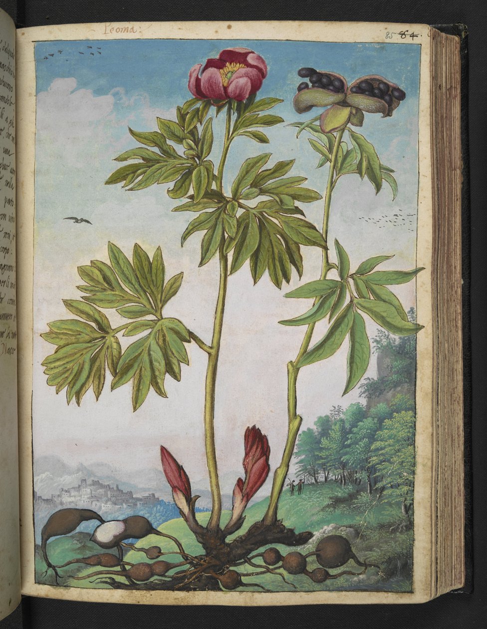 Paeonia officinalis, Gherardo Cibo "Festmények a római államok növényvilágáról", Add MS 22333, f085r, c.1564-84 (akvarell és gouache papíron) alkotó: Gherardo Cibo