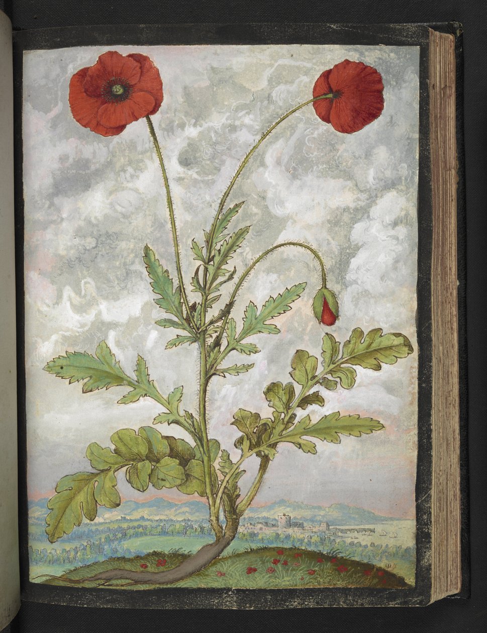 Papaver rhoeas (Mák), Gherardo Cibo "Festmények a római államok növényvilágáról", Add MS 22333, f107r, c.1564-84 (akvarell és gouache papíron) alkotó: Gherardo Cibo
