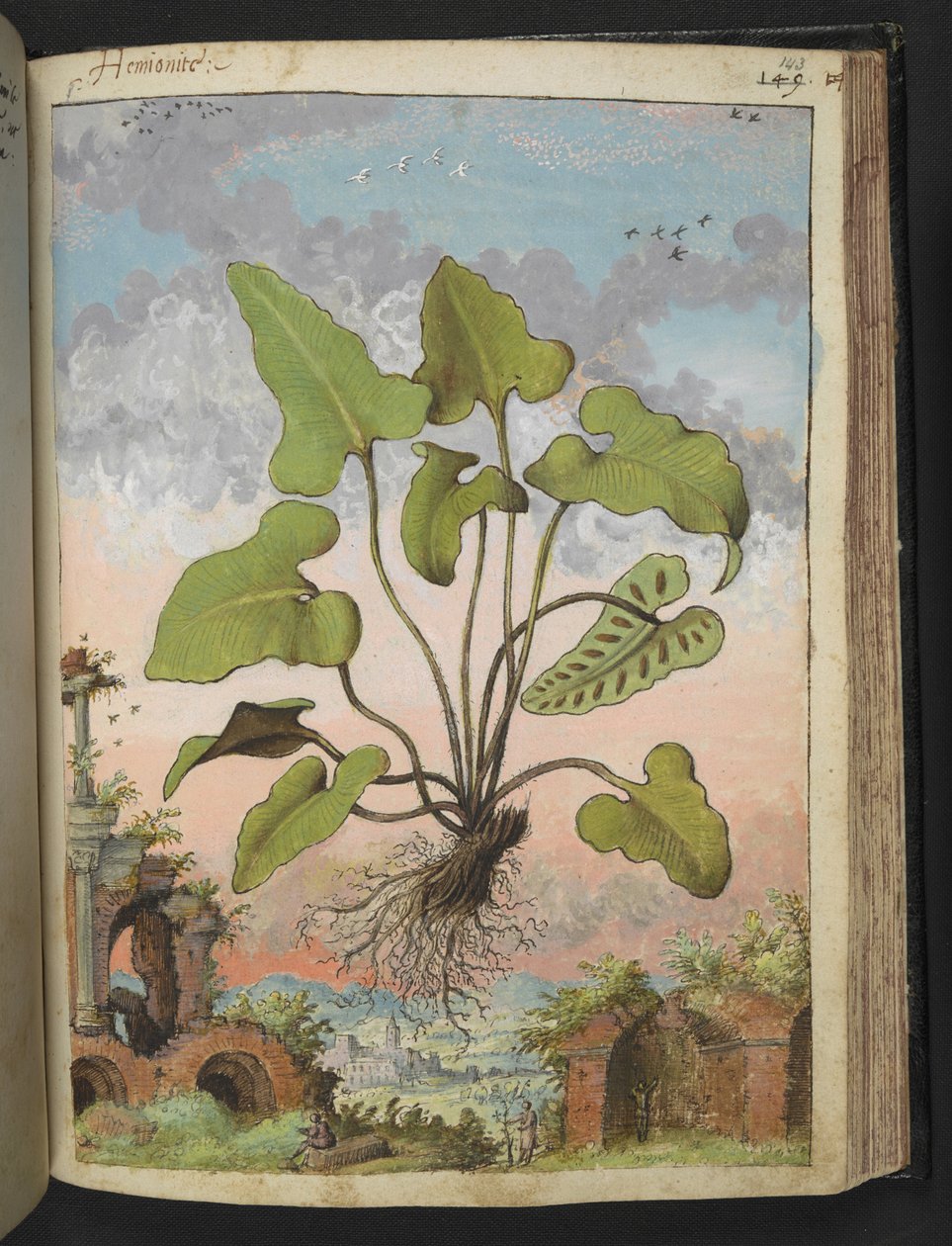 Phyllitis hemionitis, Gherardo Cibo "Paintings of the Flora of the Roman States" (Festmények a római államok növényeiről), Add MS 22333, f143r, c.1564-84 (akvarell és gouache papíron) alkotó: Gherardo Cibo