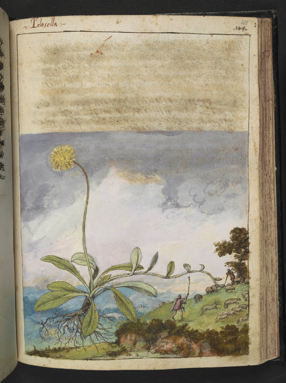 Pilosella officinarum, Gherardo Cibo "Festményei a római államok növényvilágáról", Add MS 22333, f138r, c.1564-84 (akvarell és gouache papíron) alkotó: Gherardo Cibo