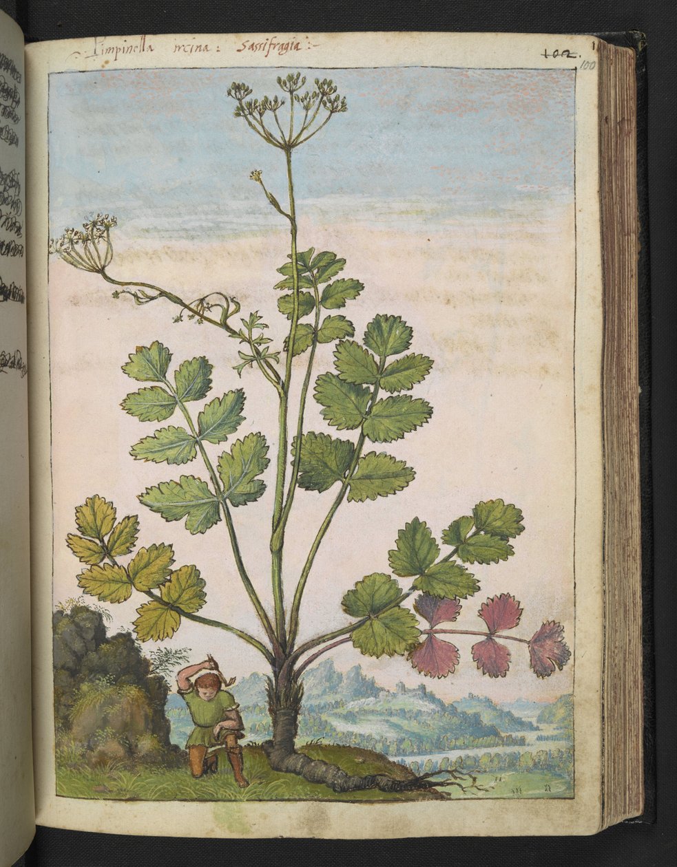 Pimpinella major, Gherardo Cibo "Festmények a római államok növényvilágáról", Add MS 22333, f100r, c.1564-84 (akvarell és gouache papíron) alkotó: Gherardo Cibo