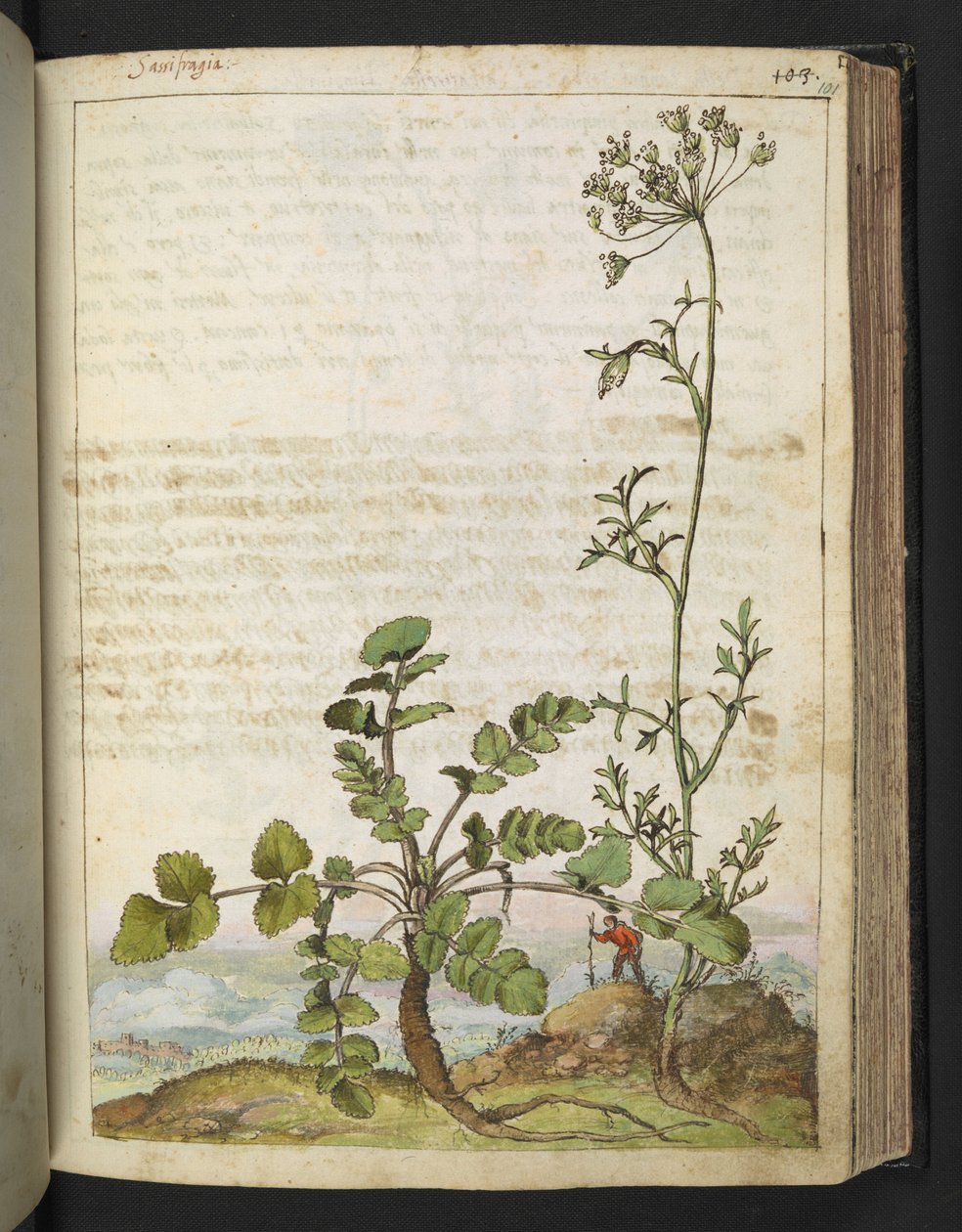 Pimpinella saxifraga, Gherardo Cibo "Festmények a római államok növényvilágáról", Add MS 22333, f101r, c.1564-84 (akvarell és gouache papíron) alkotó: Gherardo Cibo