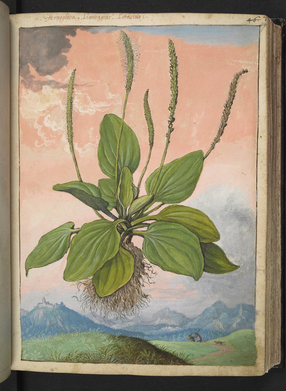 Plantago major, Gherardo Cibo "Paintings of the Flora of the Roman State"-ből, Add MS 22333, f049r, c.1564-84 (akvarell és gouache papíron) alkotó: Gherardo Cibo