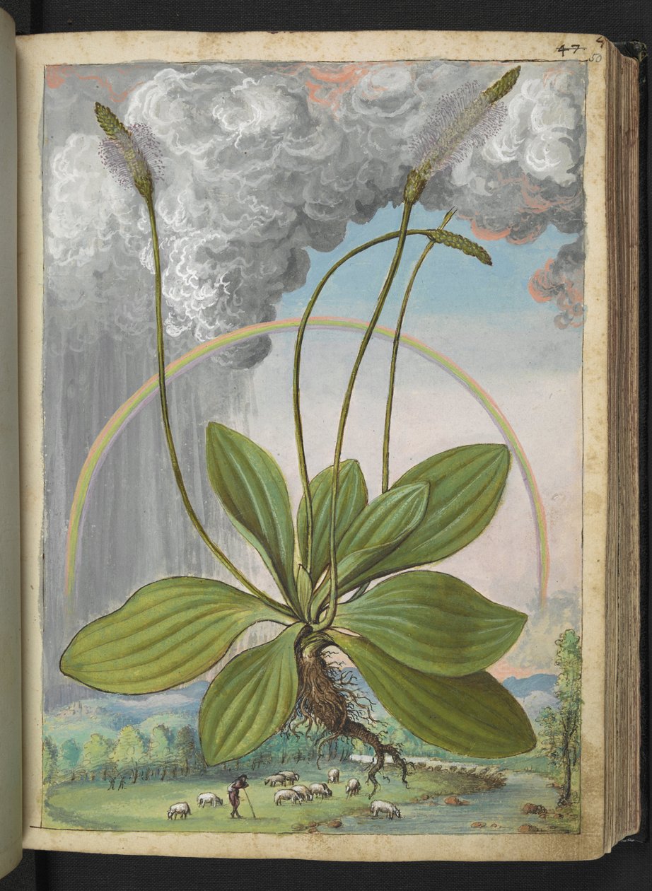 Plantago media, Gherardo Cibo "Festmények a római államok növényvilágáról", Add MS 22333, f050r, c.1564-84 (akvarell és gouache papíron) alkotó: Gherardo Cibo