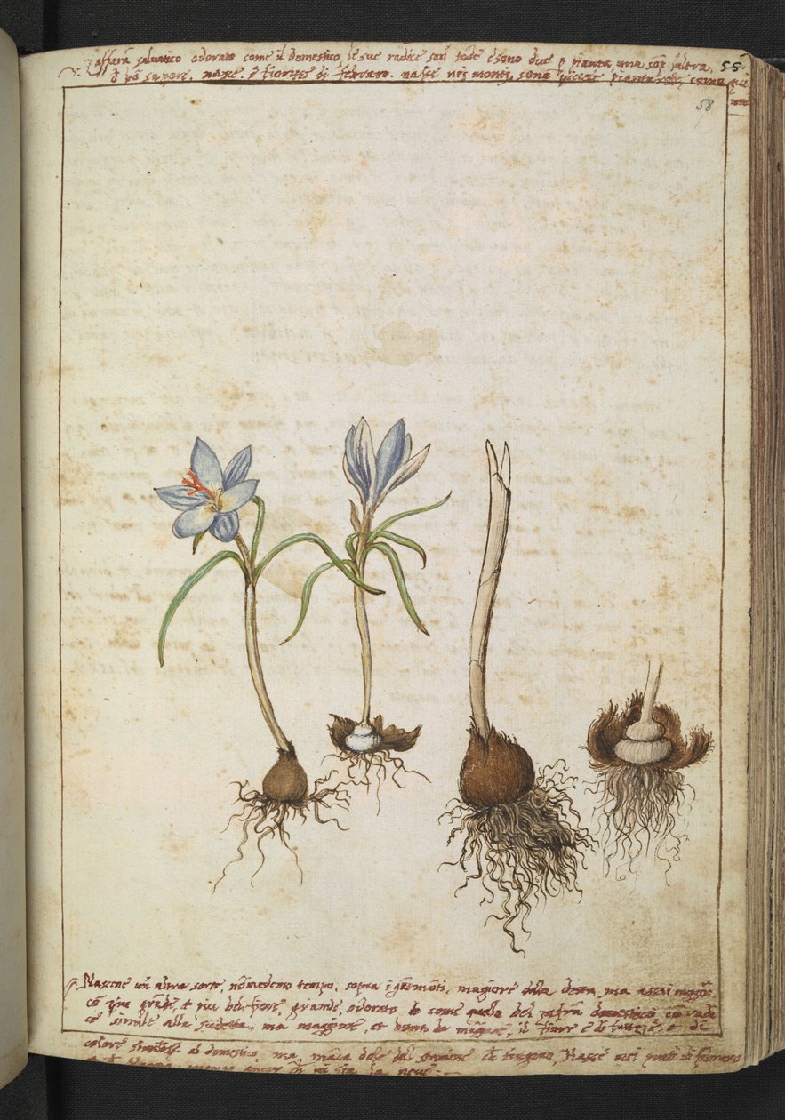 Növények kék virágok között, Gherardo Cibo "Paintings of the Flora of the Roman States" (A római államok növényvilágának festményei), Add MS 22333, f058r, c.1564-84 (akvarell és gouache papíron) alkotó: Gherardo Cibo
