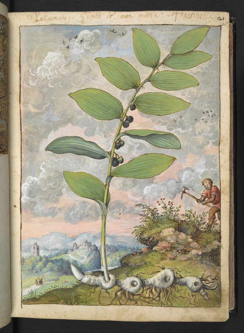 Polygonatum odoratum: növény. Egy csákányos ember, Gherardo Cibo "Festményei a római államok növényvilágáról", Add MS 22333, f025r, c.1564-84 (akvarell és gouache papíron) alkotó: Gherardo Cibo