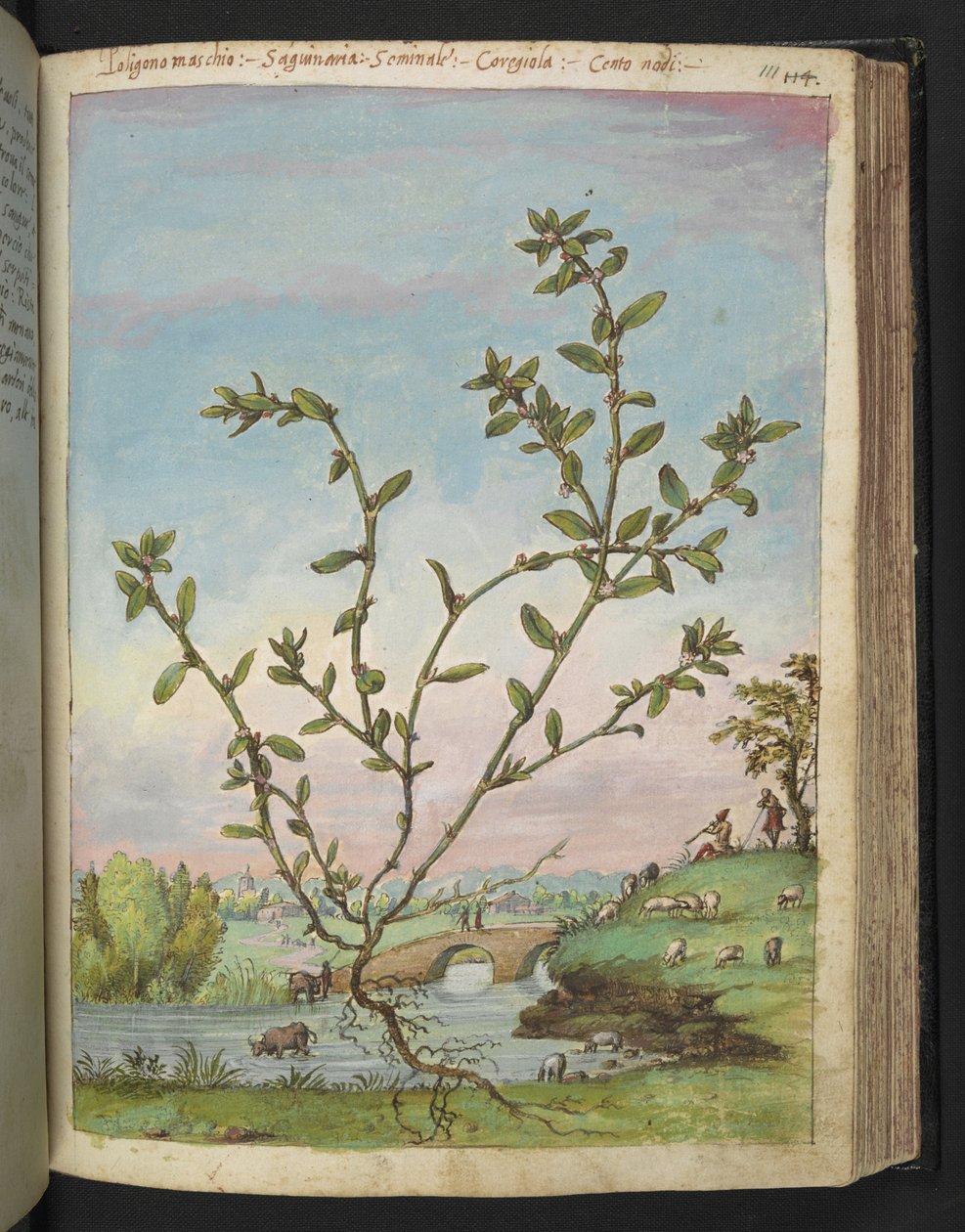 Polygonum aviculare, Gherardo Cibo "Festményei a római államok növényvilágáról", Add MS 22333, f111r, c.1564-84 (akvarell és gouache papíron) alkotó: Gherardo Cibo