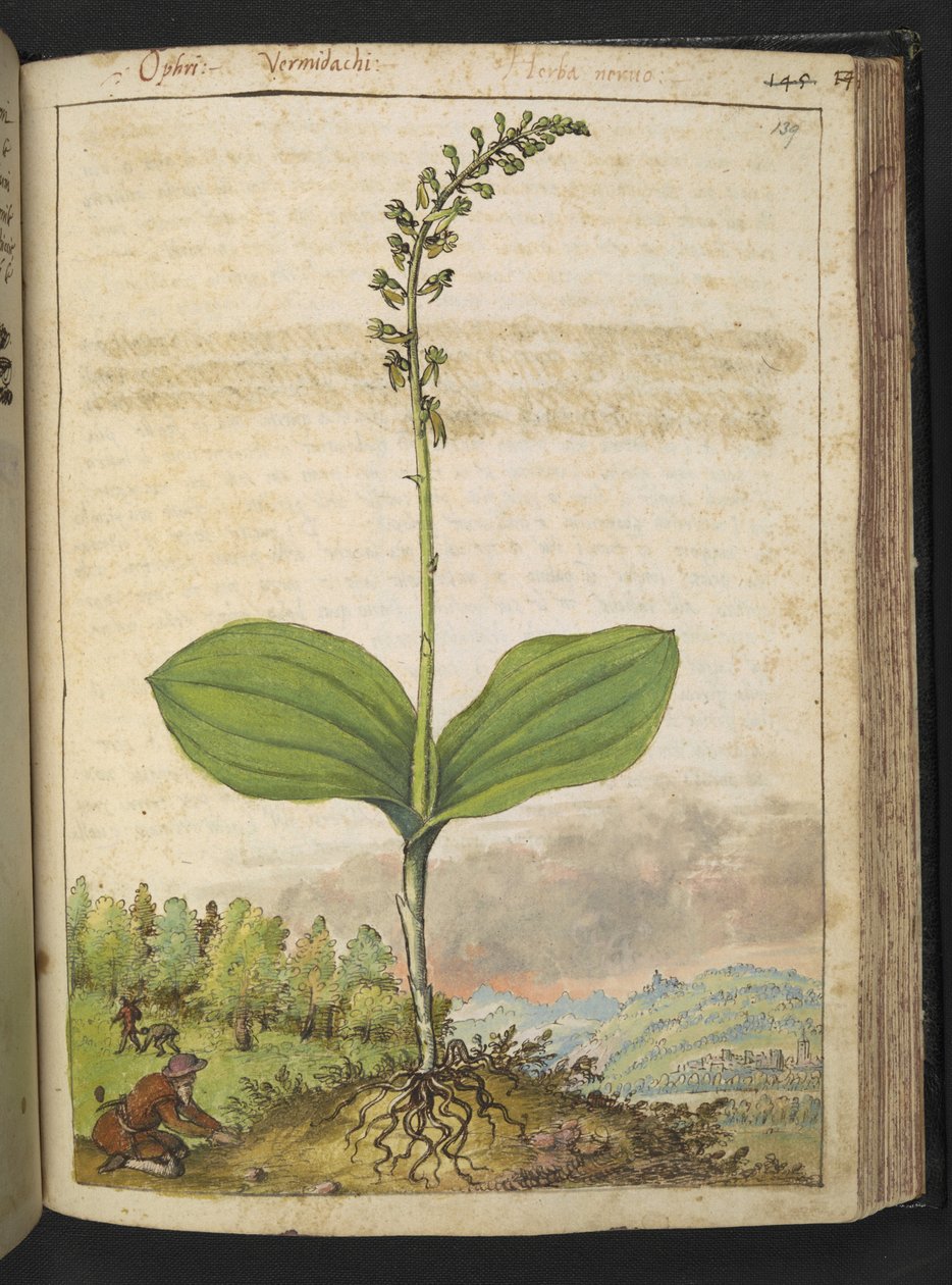 Valószínűleg Ophrys apifera (méhek orchideája), Gherardo Cibo "Festmények a római államok növényvilágáról", Add MS 22333, f139r, c.1564-84 (akvarell és gouache papíron) alkotó: Gherardo Cibo