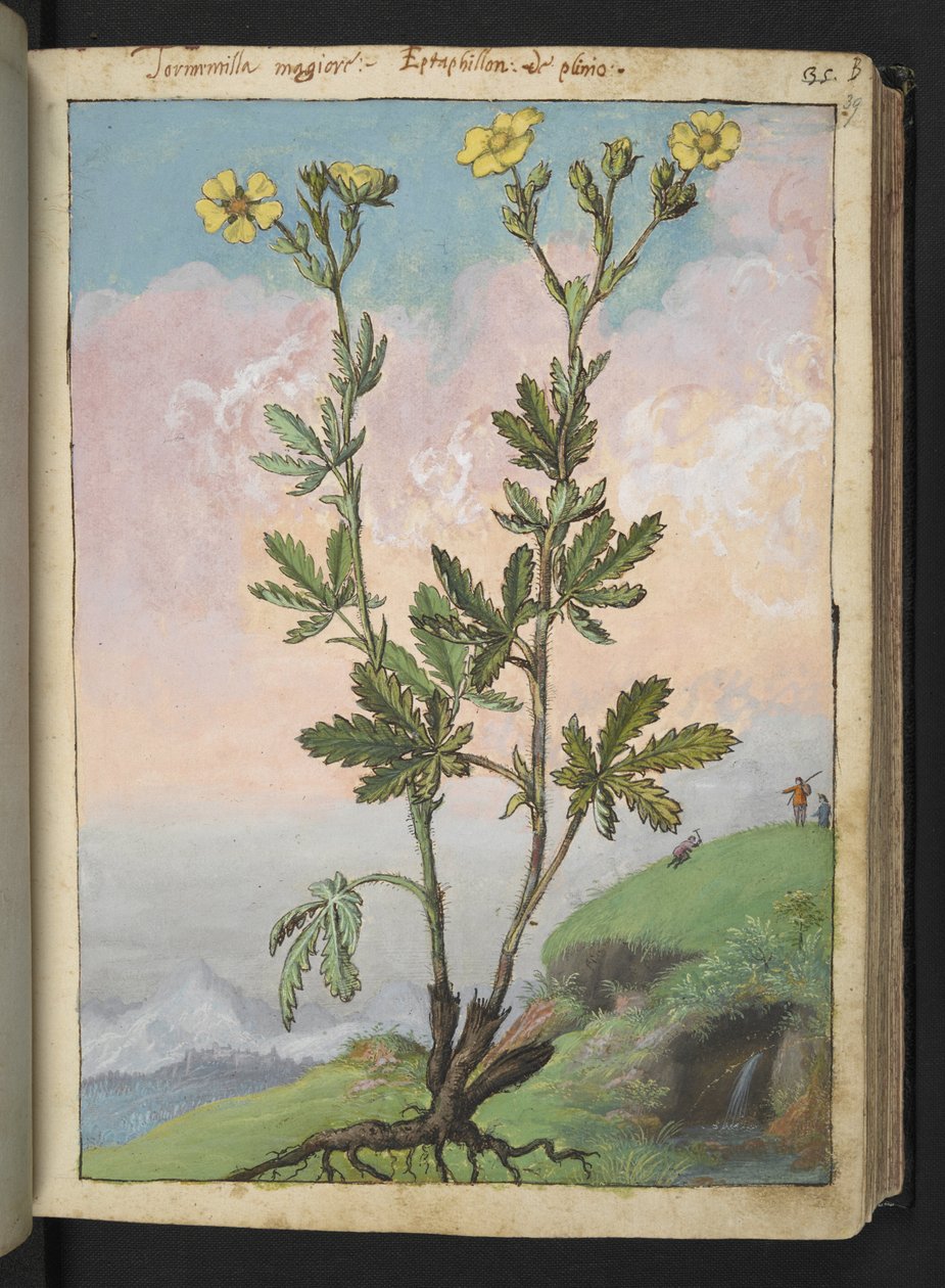 Potentilla recta: Sárga virágú növény, Gherardo Cibo "A római államok növényvilágának festményeiből", Add MS 22333, f039r, c.1564-84 (akvarell és gouache papíron) alkotó: Gherardo Cibo