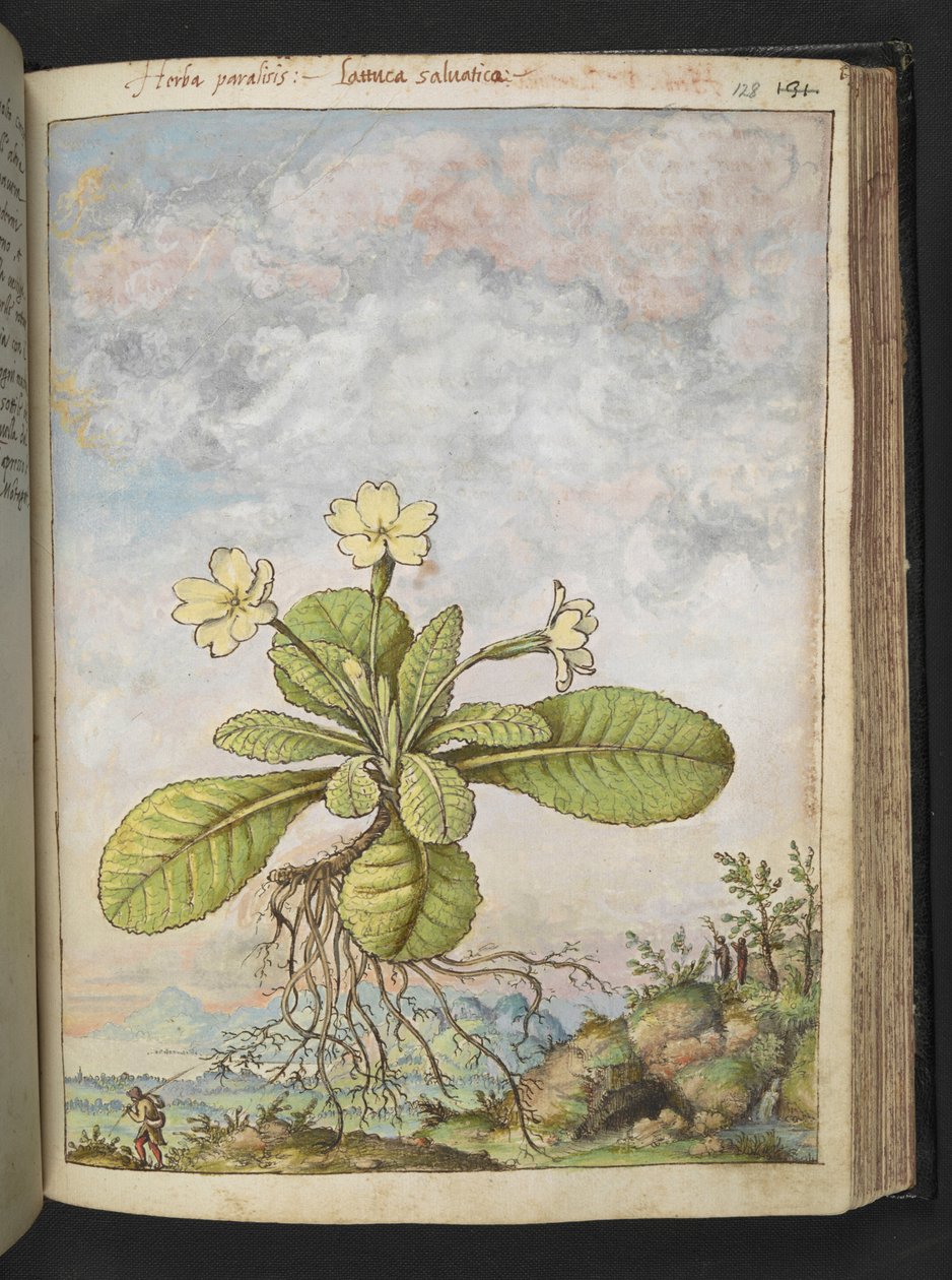 Primula vulgaris, Gherardo Cibo "Festményei a római államok növényvilágáról", Add MS 22333, f128r, c.1564-84 (akvarell és gouache papíron) alkotó: Gherardo Cibo