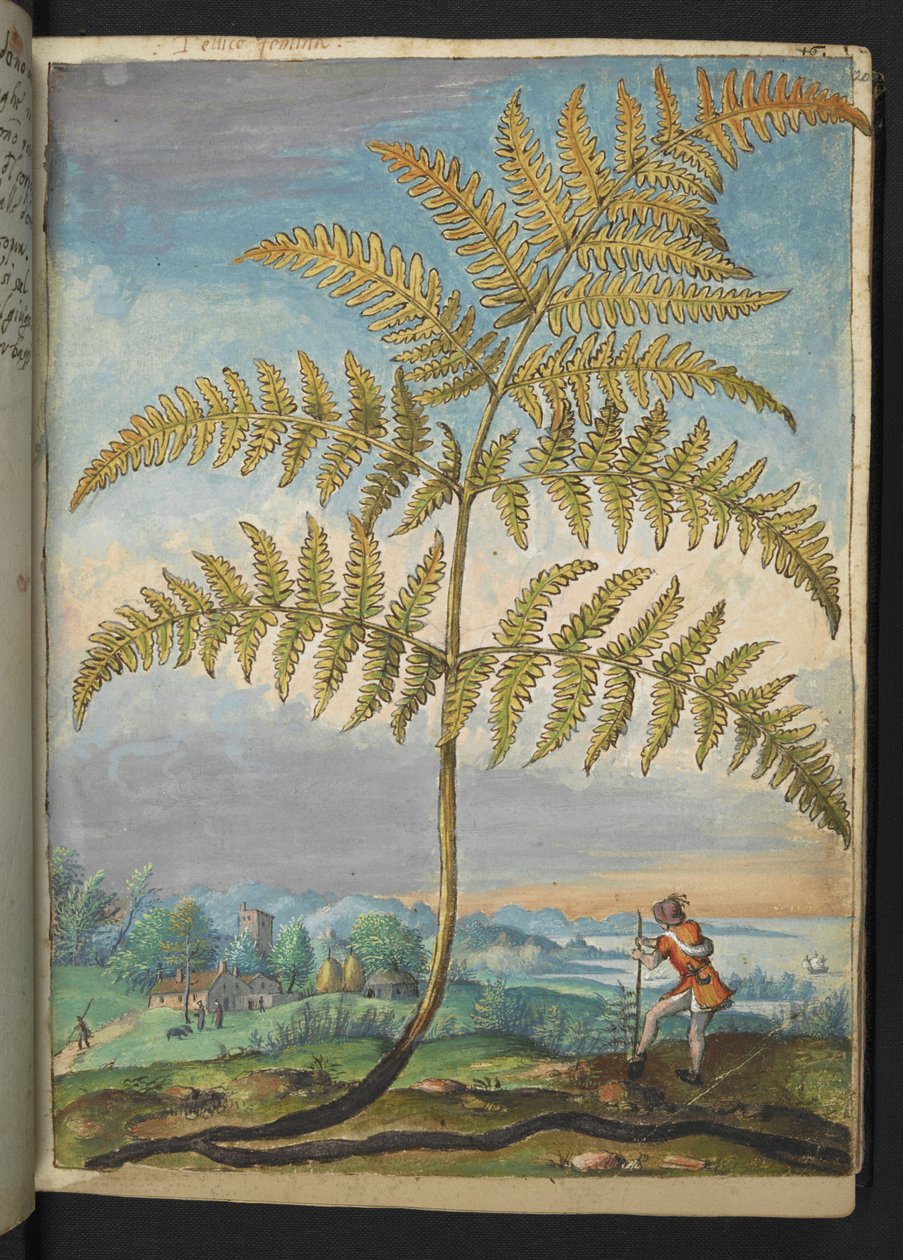 Pteridium aquilinum: Egy páfrány, Gherardo Cibo "A római államok növényvilágának festményeiből", Add MS 22333, f020r, c.1564-84 (akvarell és gouache papíron) alkotó: Gherardo Cibo