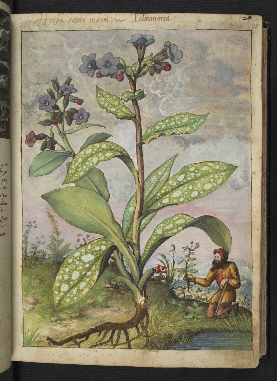 Pulmonaria officinalis, Gherardo Cibo "Festmények a római államok növényvilágáról", Add MS 22333, f028r, c.1564-84 (akvarell és gouache papíron) alkotó: Gherardo Cibo