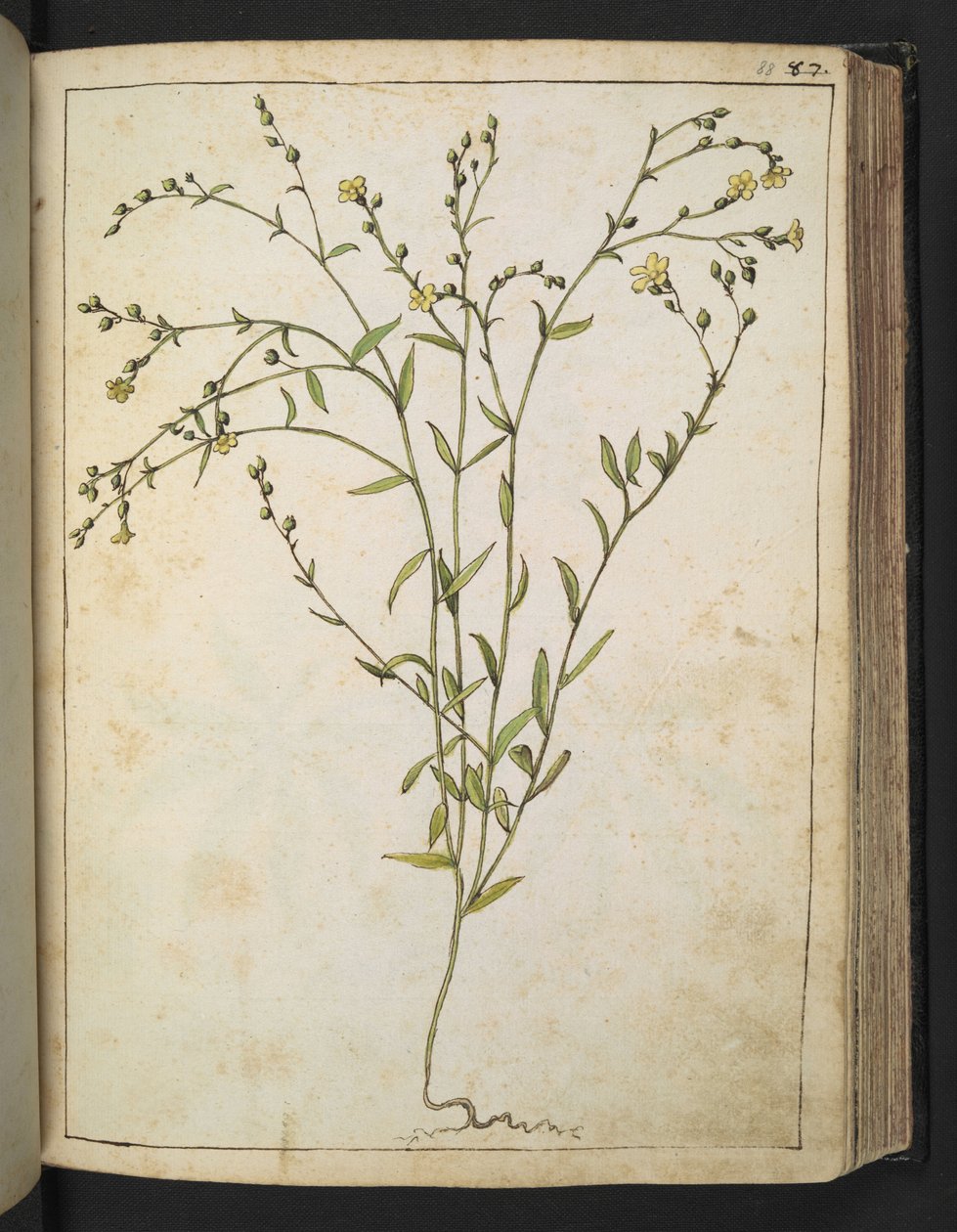 Ranunculus bulbosus: Sárga virágú növény, Gherardo Cibo "A római államok növényvilágának festményeiből", Add MS 22333, f088r, c.1564-84 (akvarell és gouache papíron) alkotó: Gherardo Cibo
