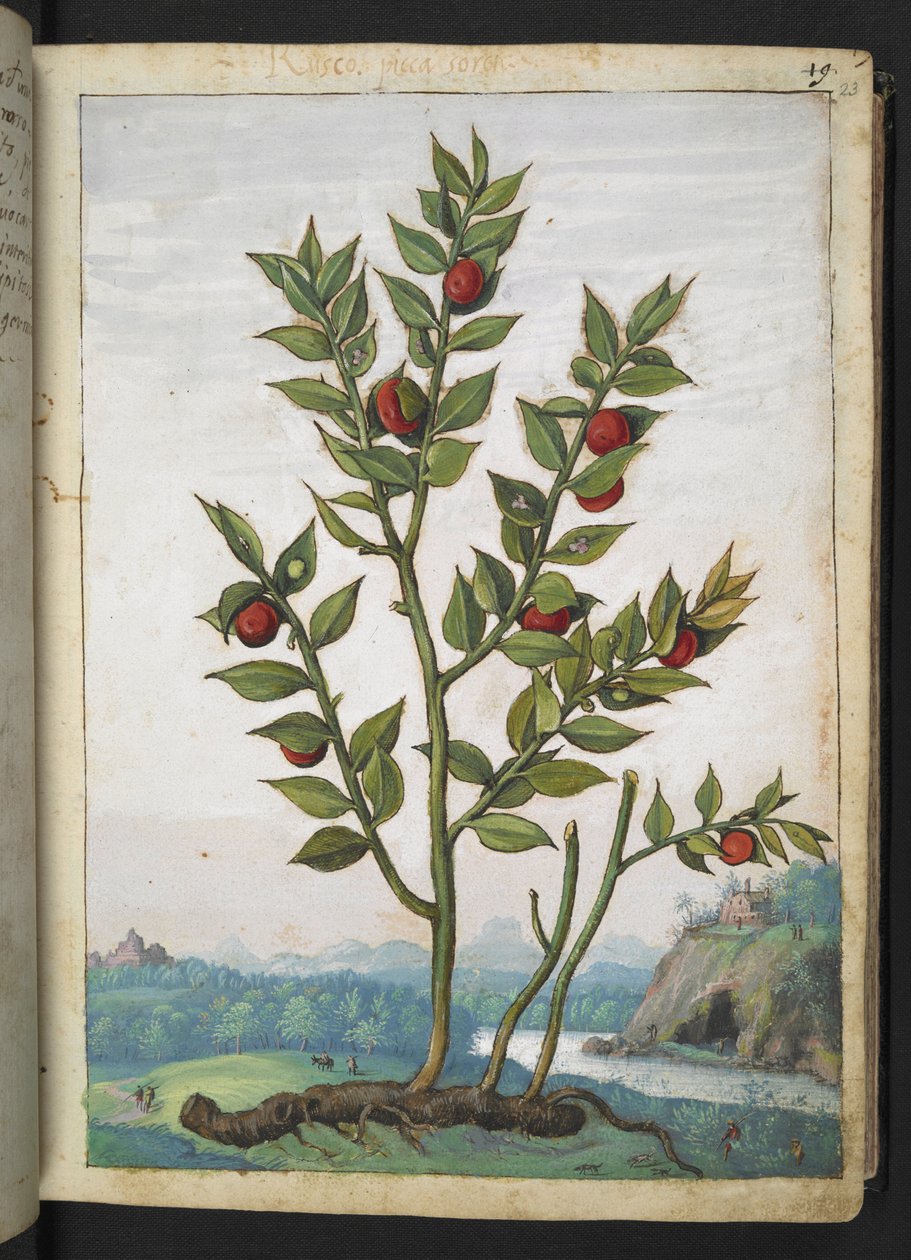 Ruscus aculeatus: Piros bogyókat hordozó növény, Gherardo Cibo "A római államok növényvilágának festményeiből", Add MS 22333, f023r, c.1564-84 (akvarell és gouache papíron) alkotó: Gherardo Cibo