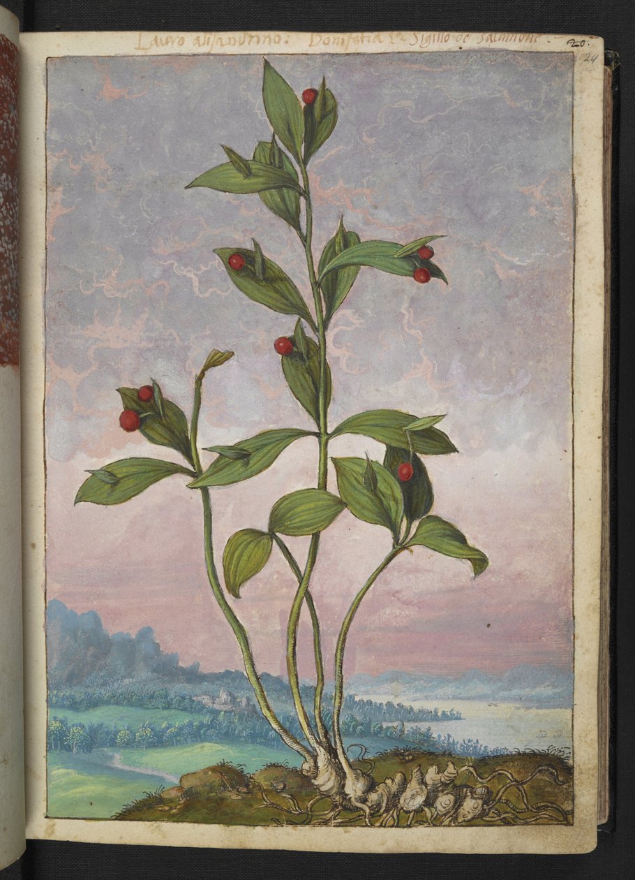 Ruscus hypoglossum: Piros bogyókat hordozó növény, Gherardo Cibo "Paintings of the Flora of the Roman States" (A római államok növényvilágának festményeiből), Add MS 22333, f024r, c.1564-84 (akvarell és gouache papíron) alkotó: Gherardo Cibo