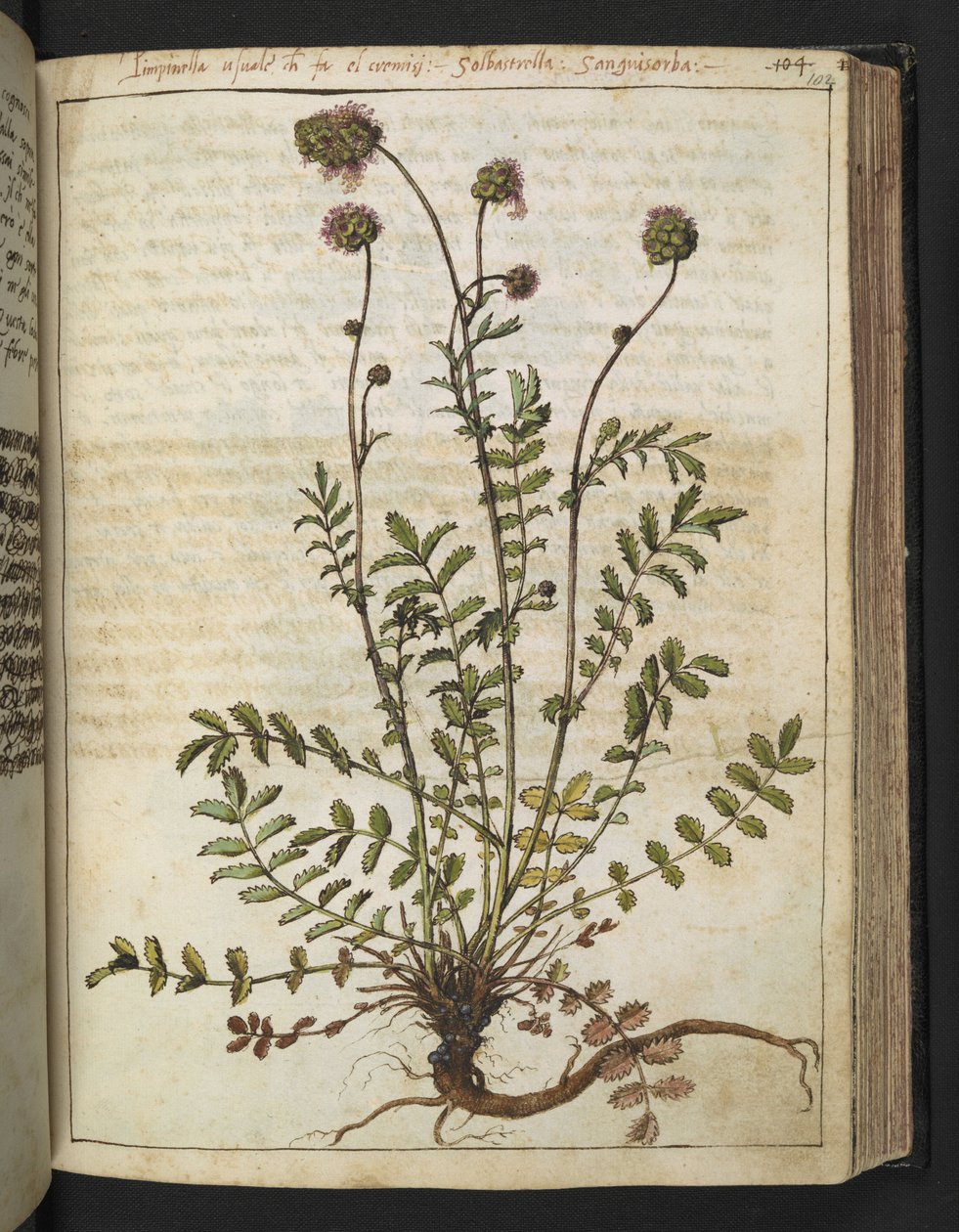 Sanguisorba minor, Gherardo Cibo "Festményei a római államok növényvilágáról", Add MS 22333, f102r, c.1564-84 (akvarell és gouache papíron) alkotó: Gherardo Cibo