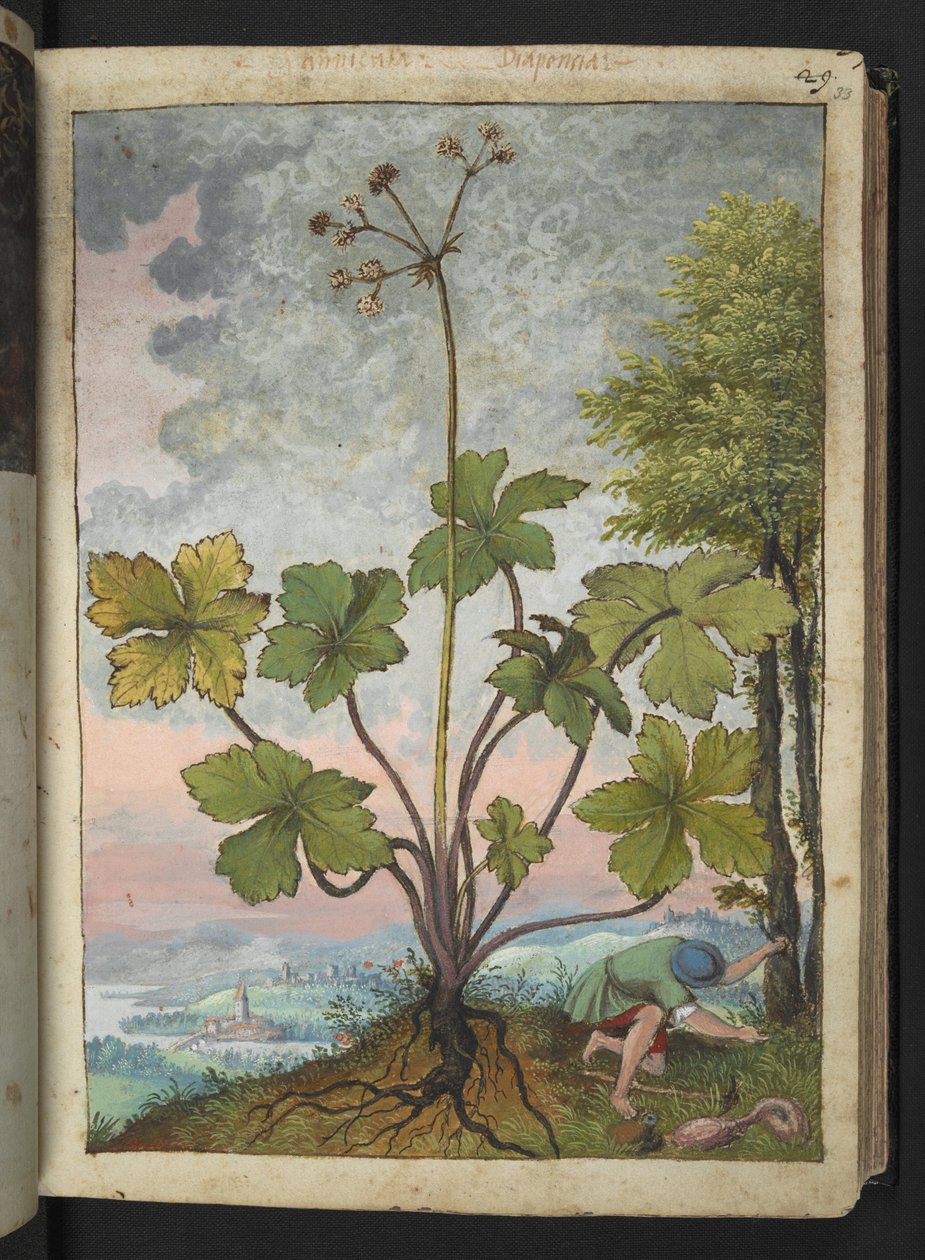 Sanicula europaea és egy ember, aki egy fa tövét vizsgálja, Gherardo Cibo "Festmények a római államok növényvilágáról", Add MS 22333, f033r, c.1564-84 (akvarell és gouache papíron) alkotó: Gherardo Cibo
