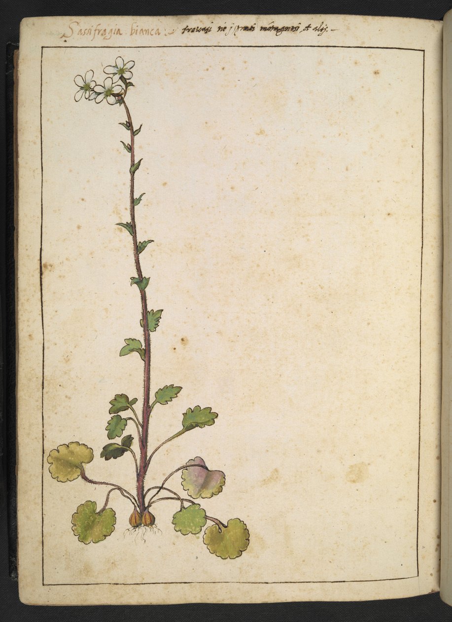 Saxifraga bianca, alpesi virág fehér szirmokkal, Gherardo Cibo "Festmények a római államok növényvilágáról", Add MS 22333, f180v, c.1564-84 (akvarell és gouache papíron) alkotó: Gherardo Cibo