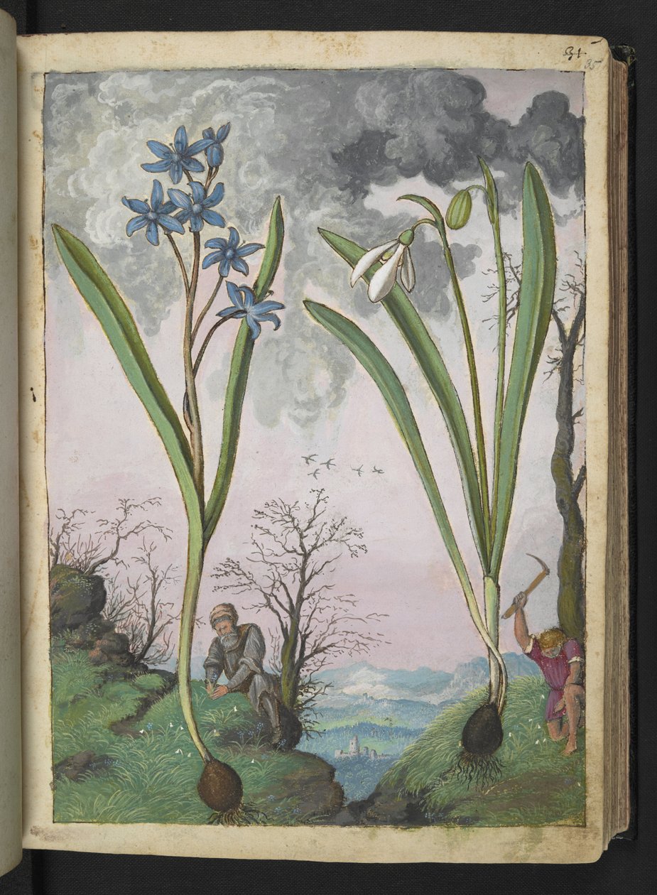 Scilla bifolia és Galanthus nivalis, Gherardo Cibo "Festmények a római államok növényvilágáról", Add MS 22333, f035r, c.1564-84 (akvarell és gouache papíron) alkotó: Gherardo Cibo
