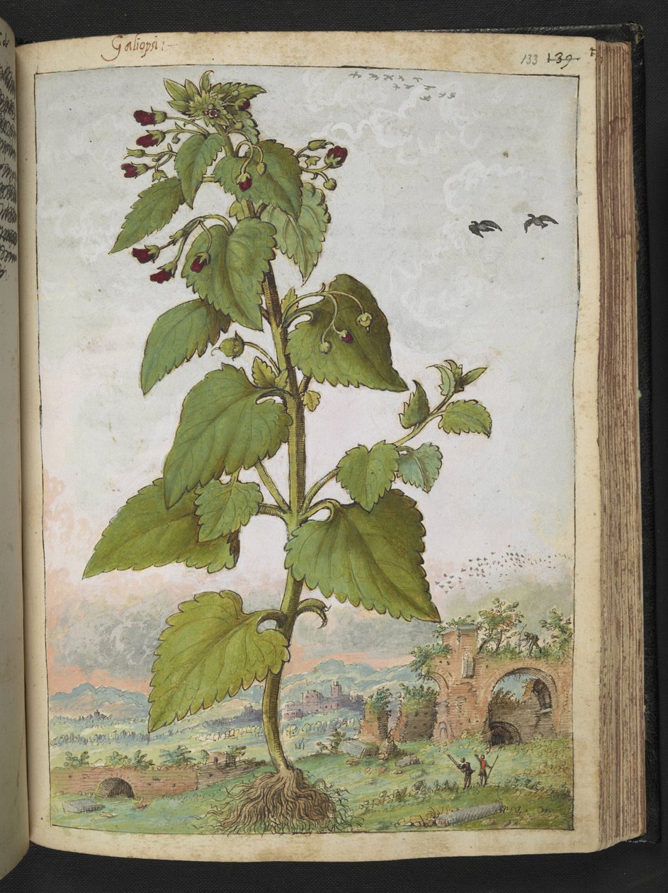 Scrophularia peregrina, Gherardo Cibo "Festmények a római államok növényvilágáról", Add MS 22333, f133r, c.1564-84 (akvarell és gouache papíron) alkotó: Gherardo Cibo