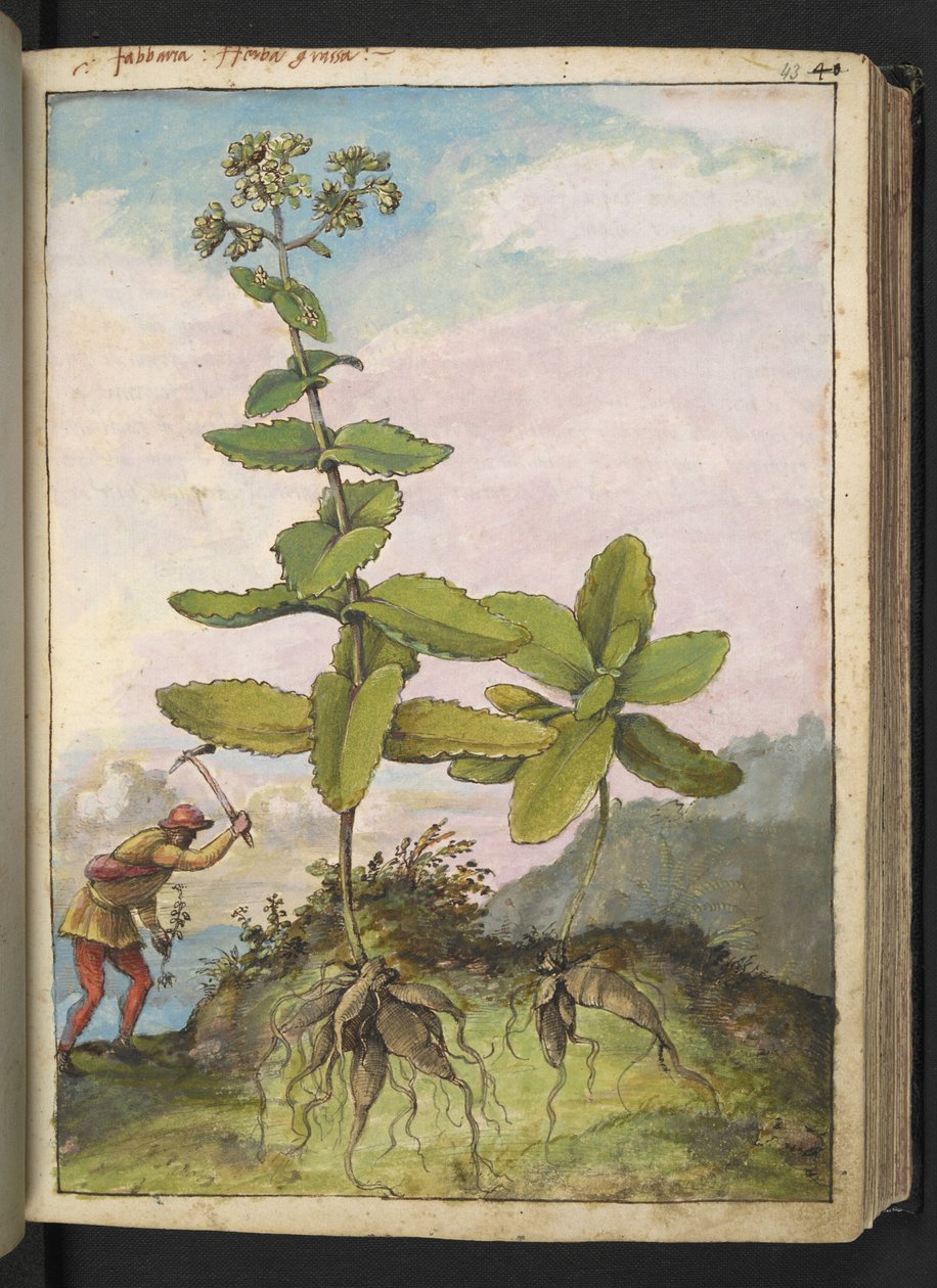 Sedum telephium, Gherardo Cibo "Festmények a római államok növényvilágáról", Add MS 22333, f043r, c.1564-84 (akvarell és gouache papíron) alkotó: Gherardo Cibo