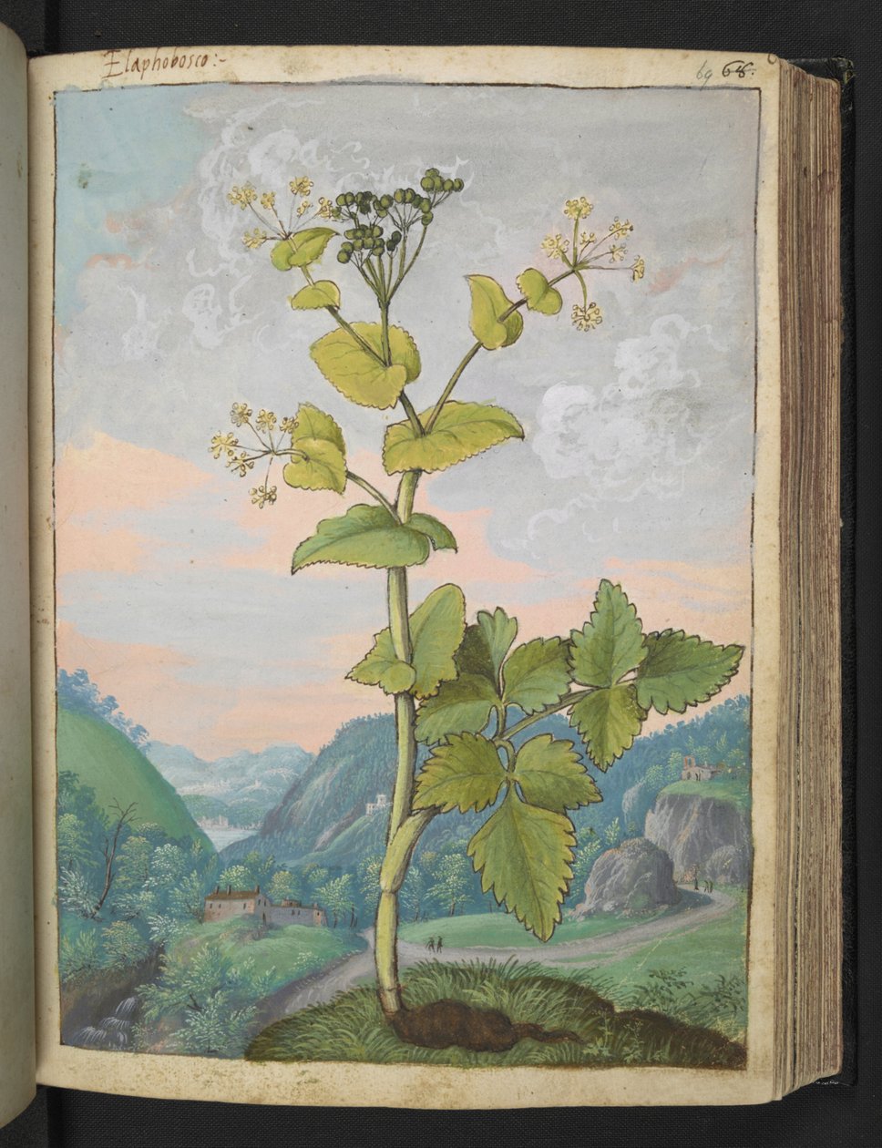 Smyrnium olusatrum, Gherardo Cibo "Festmények a római államok növényvilágáról", Add MS 22333, f069r, c.1564-84 (akvarell és gouache papíron) alkotó: Gherardo Cibo