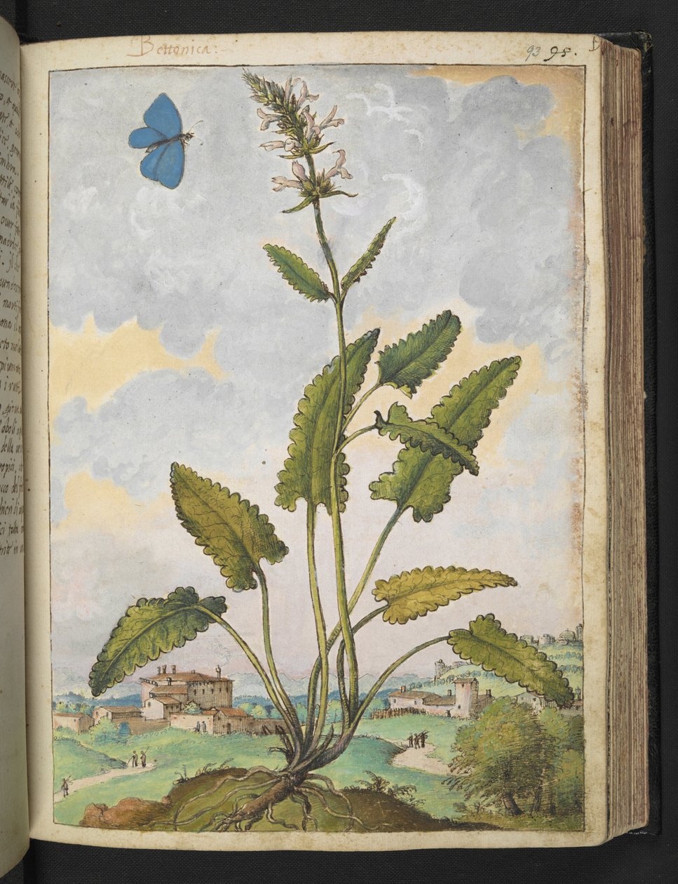 Stachys officinalis, Gherardo Cibo "Festmények a római államok növényvilágáról", Add MS 22333, f093r, c.1564-84 (akvarell és gouache papíron) alkotó: Gherardo Cibo