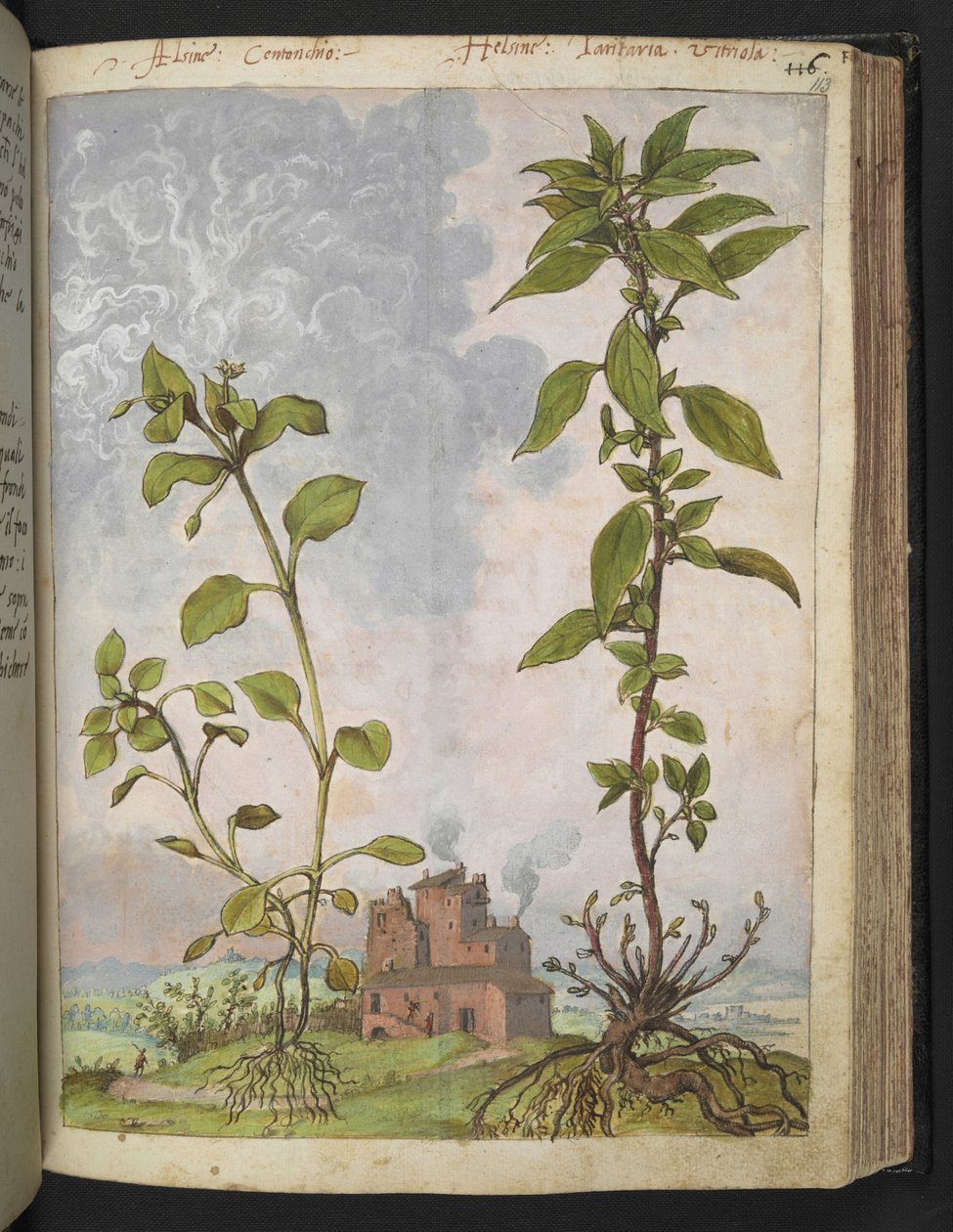 Stellaria media, esetleg Stellaria media, Gherardo Cibo "Paintings of the Flora of the Roman States" (festmények a római államok növényeiről), Add MS 22333, f113r, c.1564-84 (akvarell és gouache papíron) alkotó: Gherardo Cibo