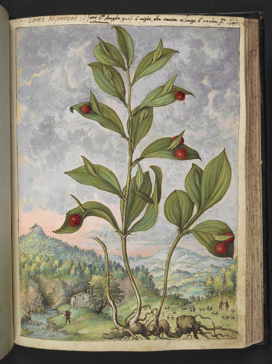 Streptopus amplexifolius (csavart szár), Gherardo Cibo "Festmények a római államok növényvilágáról", Add MS 2233, f135r, c.1564-84 (akvarell és gouache papíron) alkotó: Gherardo Cibo