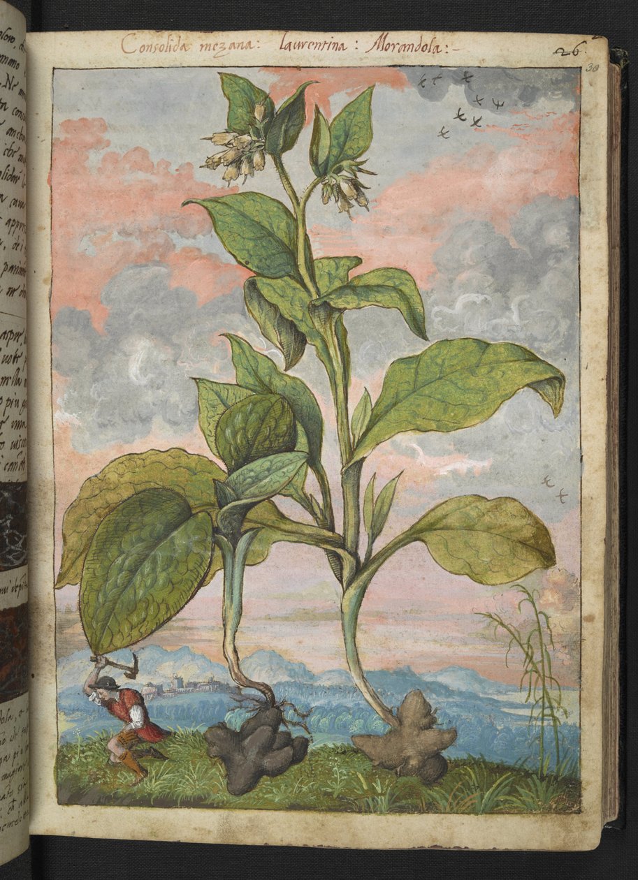 Symphytum tuberosum, Gherardo Cibo "Festményei a római államok növényvilágáról", Add MS 22333, f030r, c.1564-84 (akvarell és gouache papíron) alkotó: Gherardo Cibo